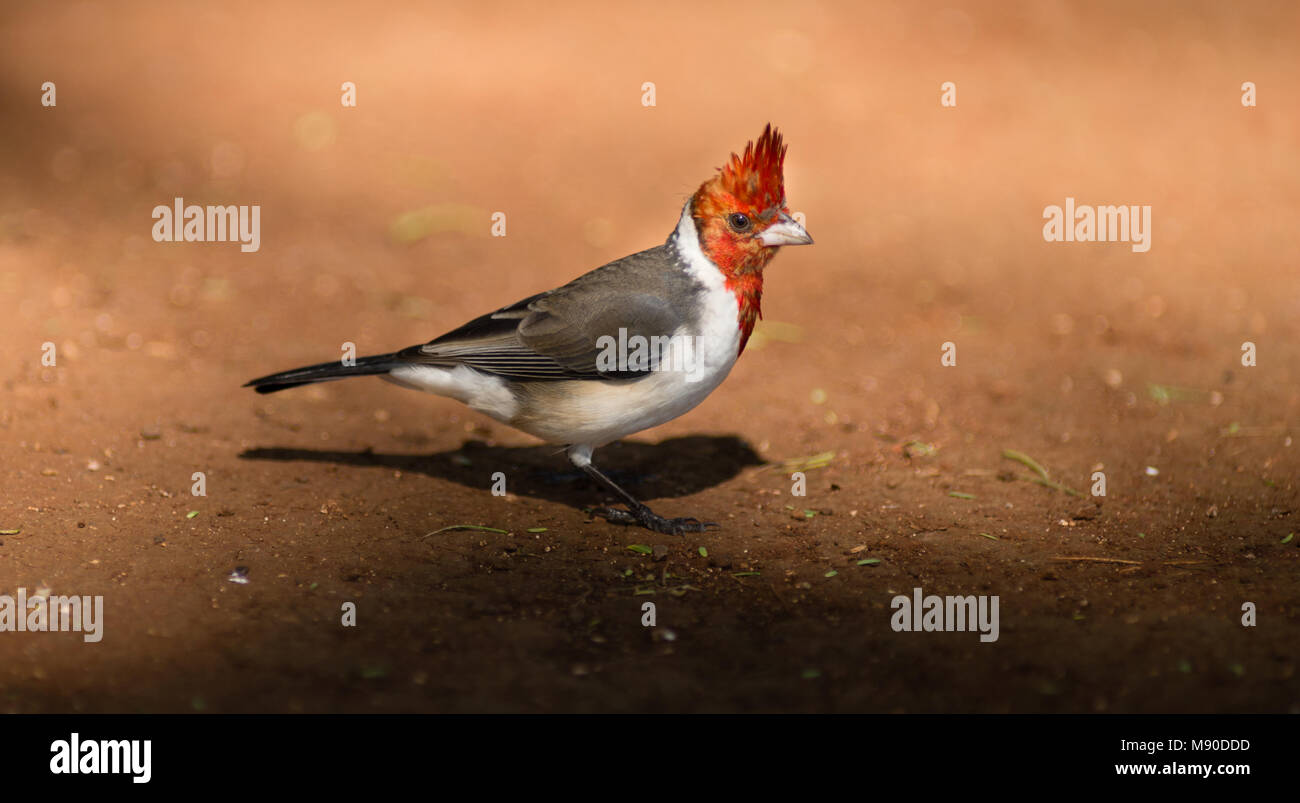 This Red Crested Cardinal hunts along the ground looking for grubs, insects and worms in Hawaii Stock Photo