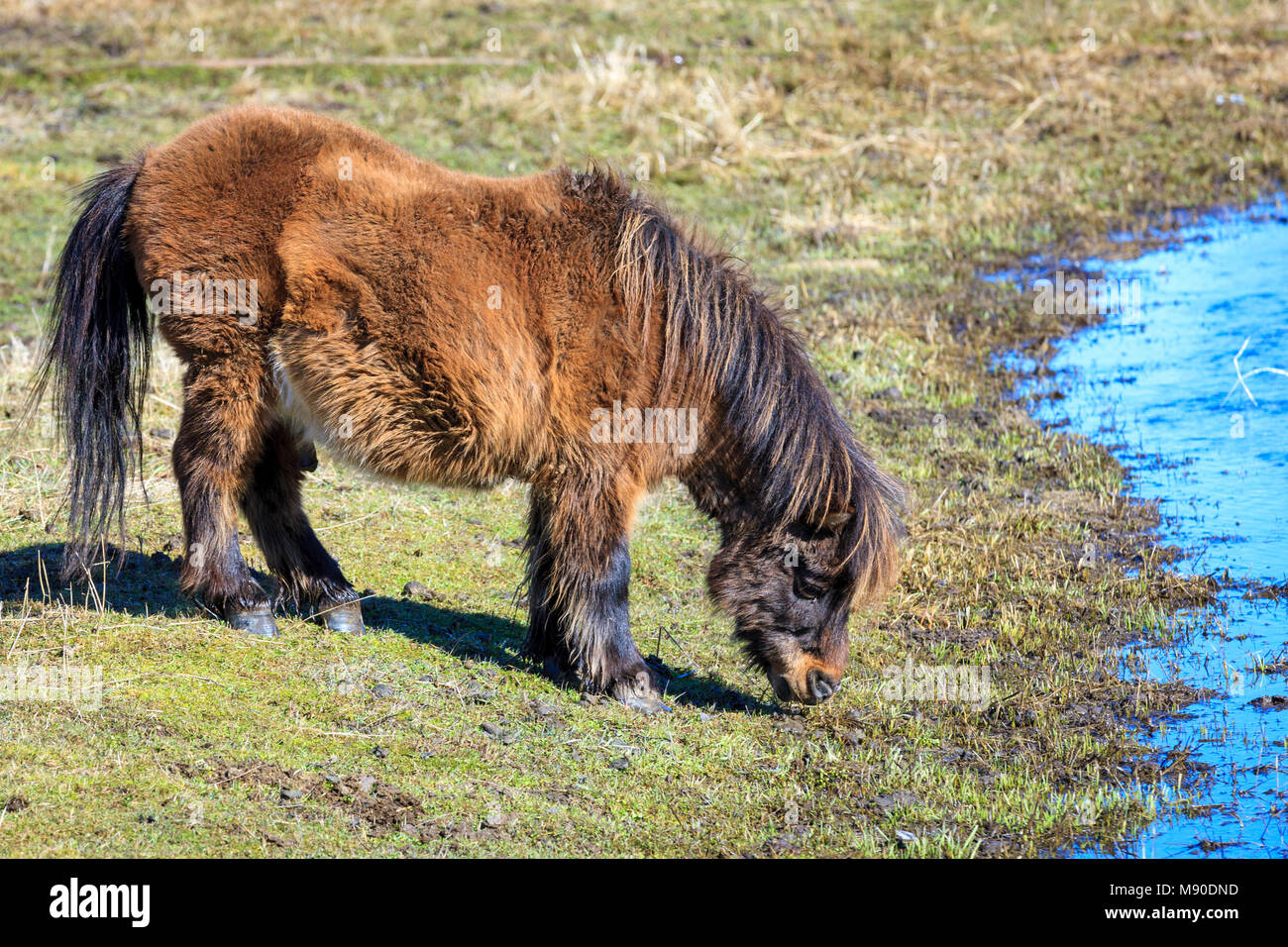 Mini pony immagini e fotografie stock ad alta risoluzione - Alamy