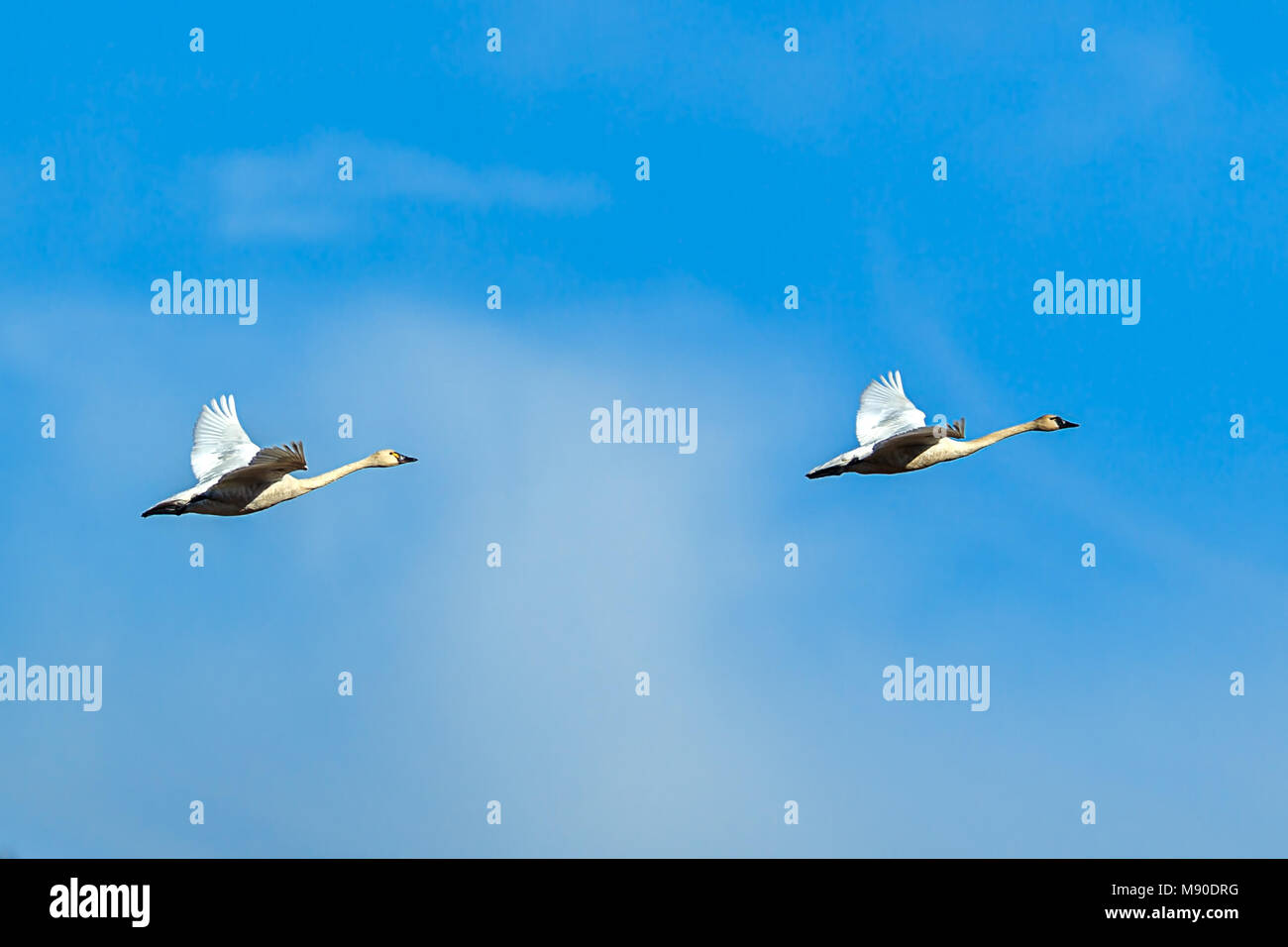 A flock of tundra swans flying in formation near Kilarney Lake in north ...