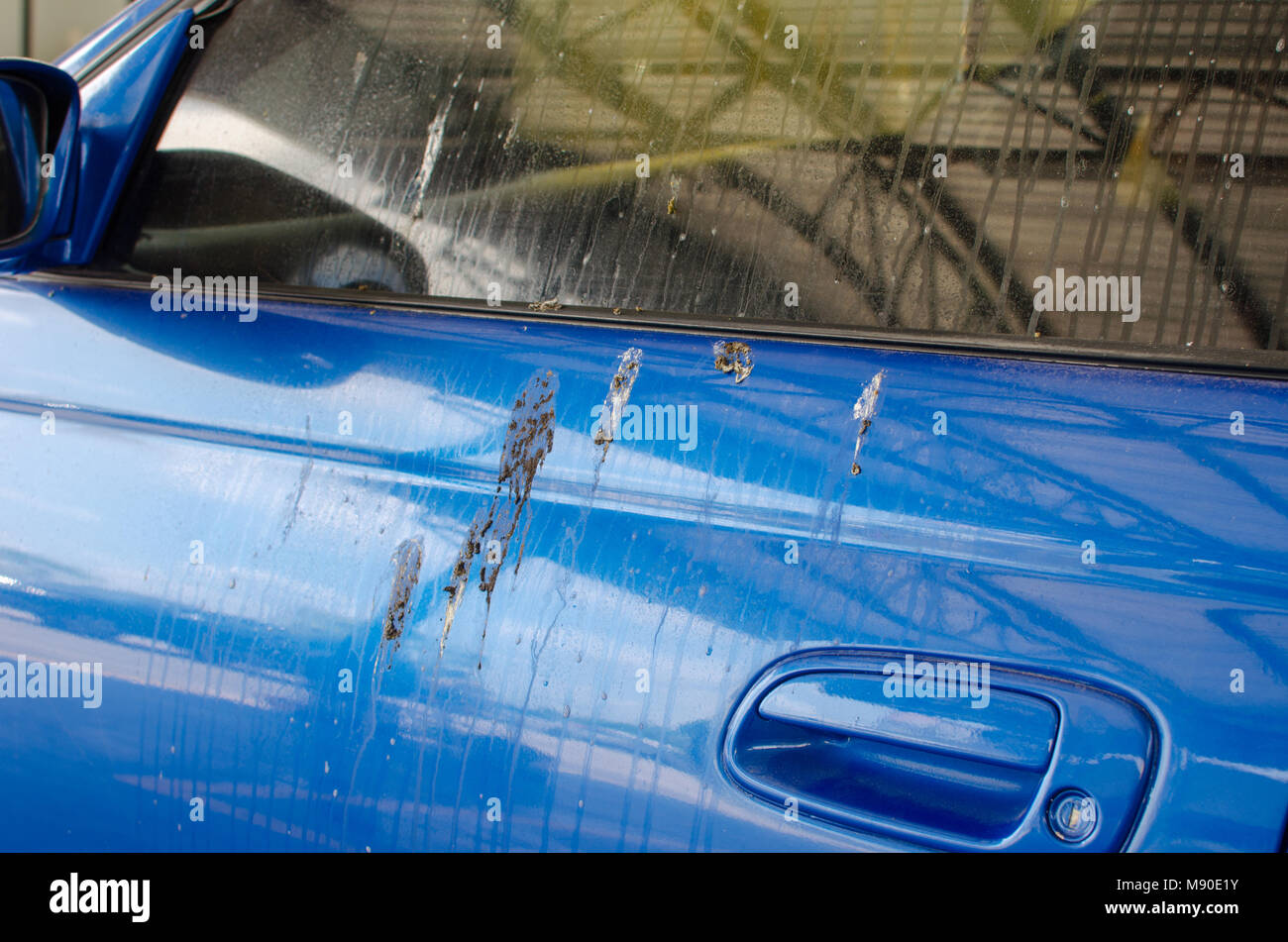 Bird droppings on cars Stock Photo Alamy