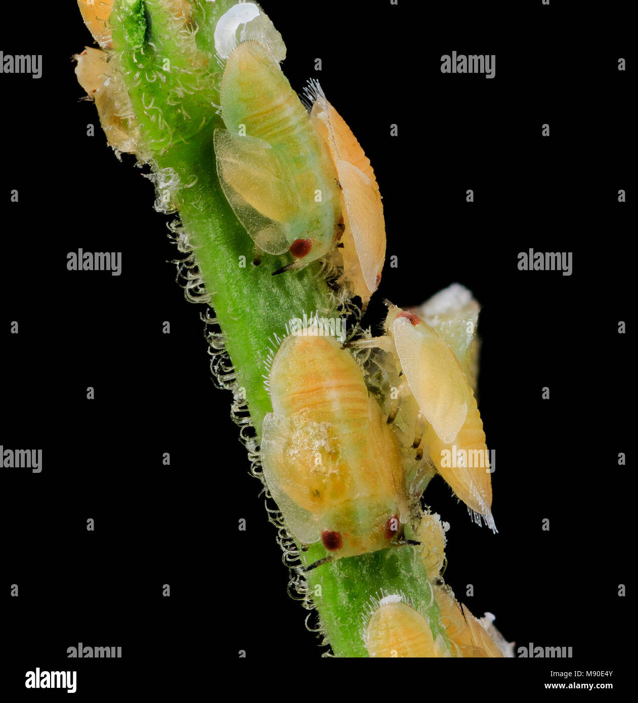 citrus psyllid, u, larvae, side2, ft detrick Stock Photo