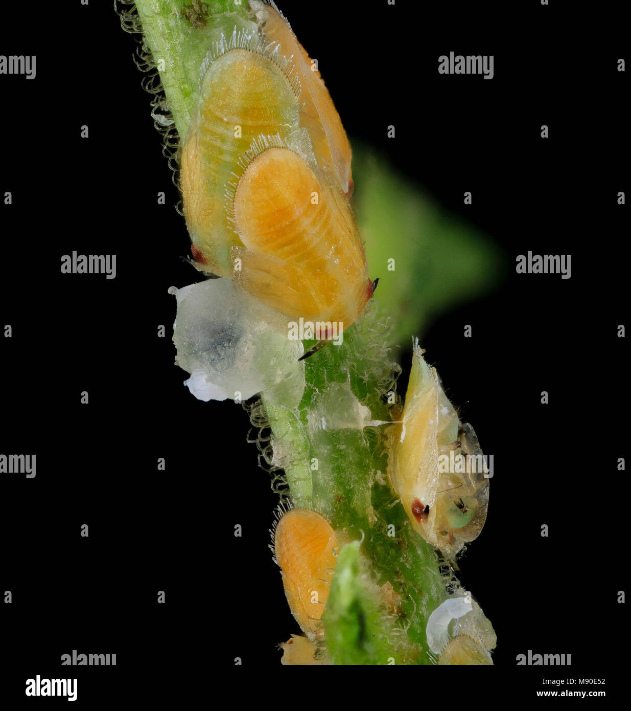 citrus psyllid, u, lavae3, ft detrick Stock Photo