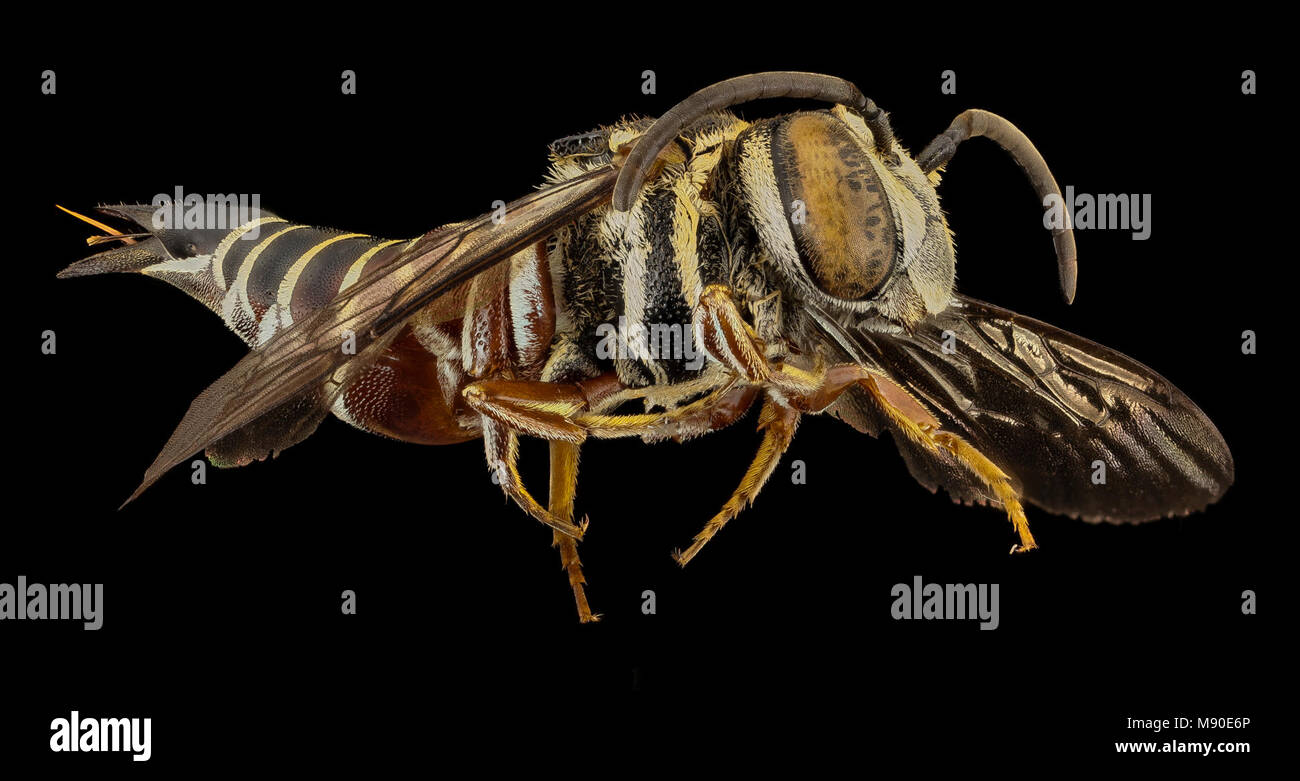 Bee.  Coelioxys cayennensis, f, argentina, side Stock Photo