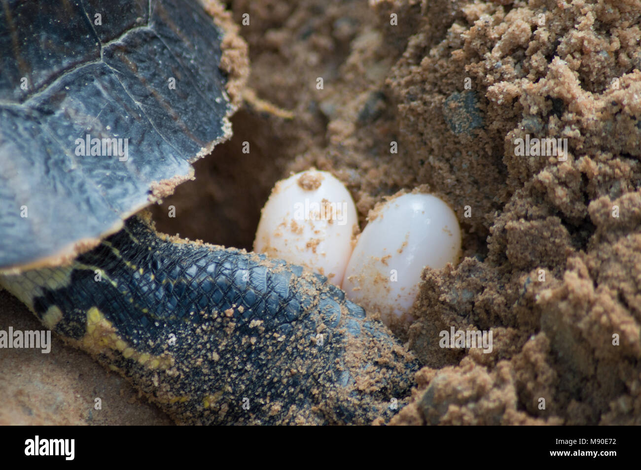 Close up of a turtle laying her eggs. In this picture the turtle is ...