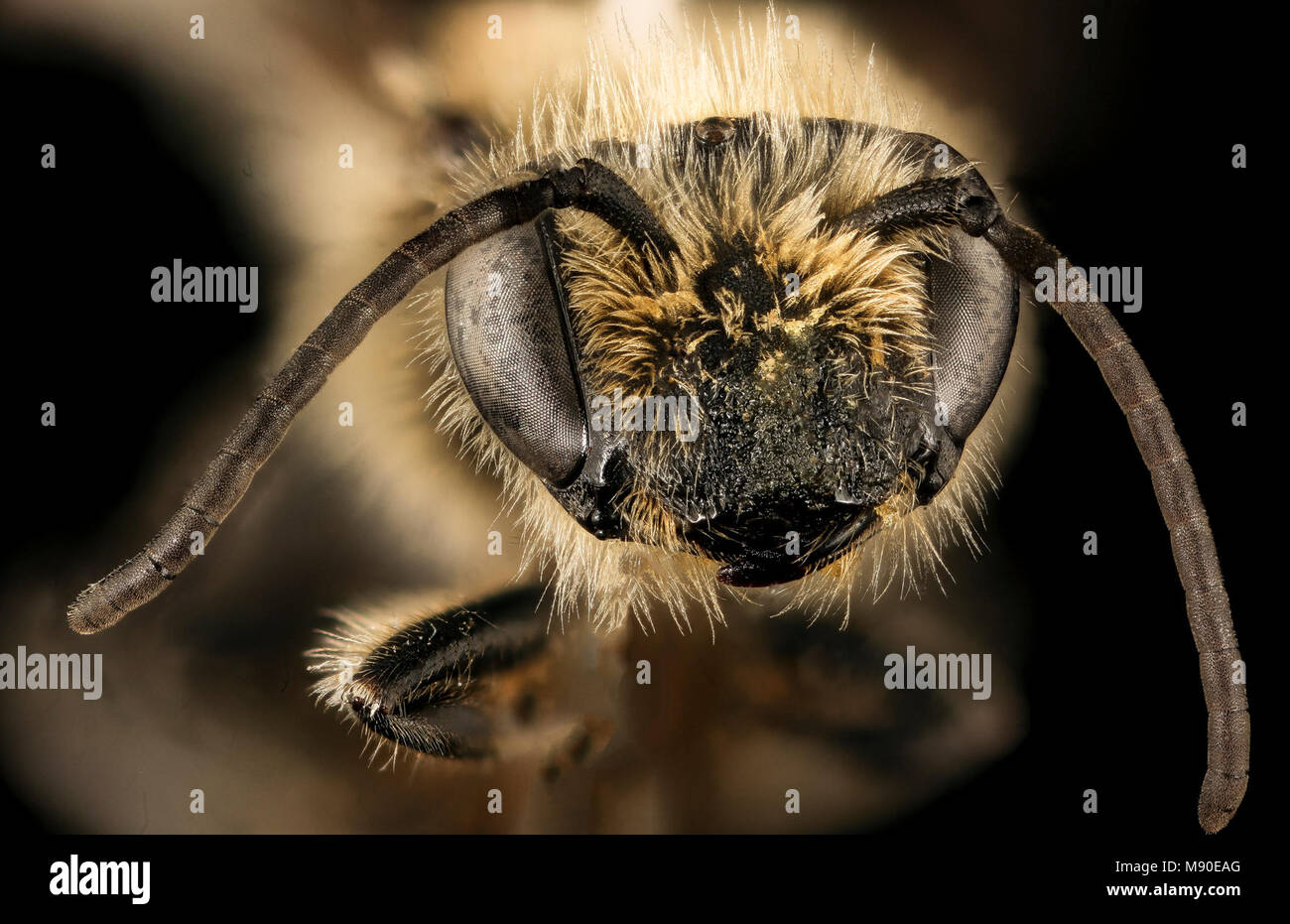 Colletes aestivalis, m, face, Shenandoah NP, VA Stock Photo