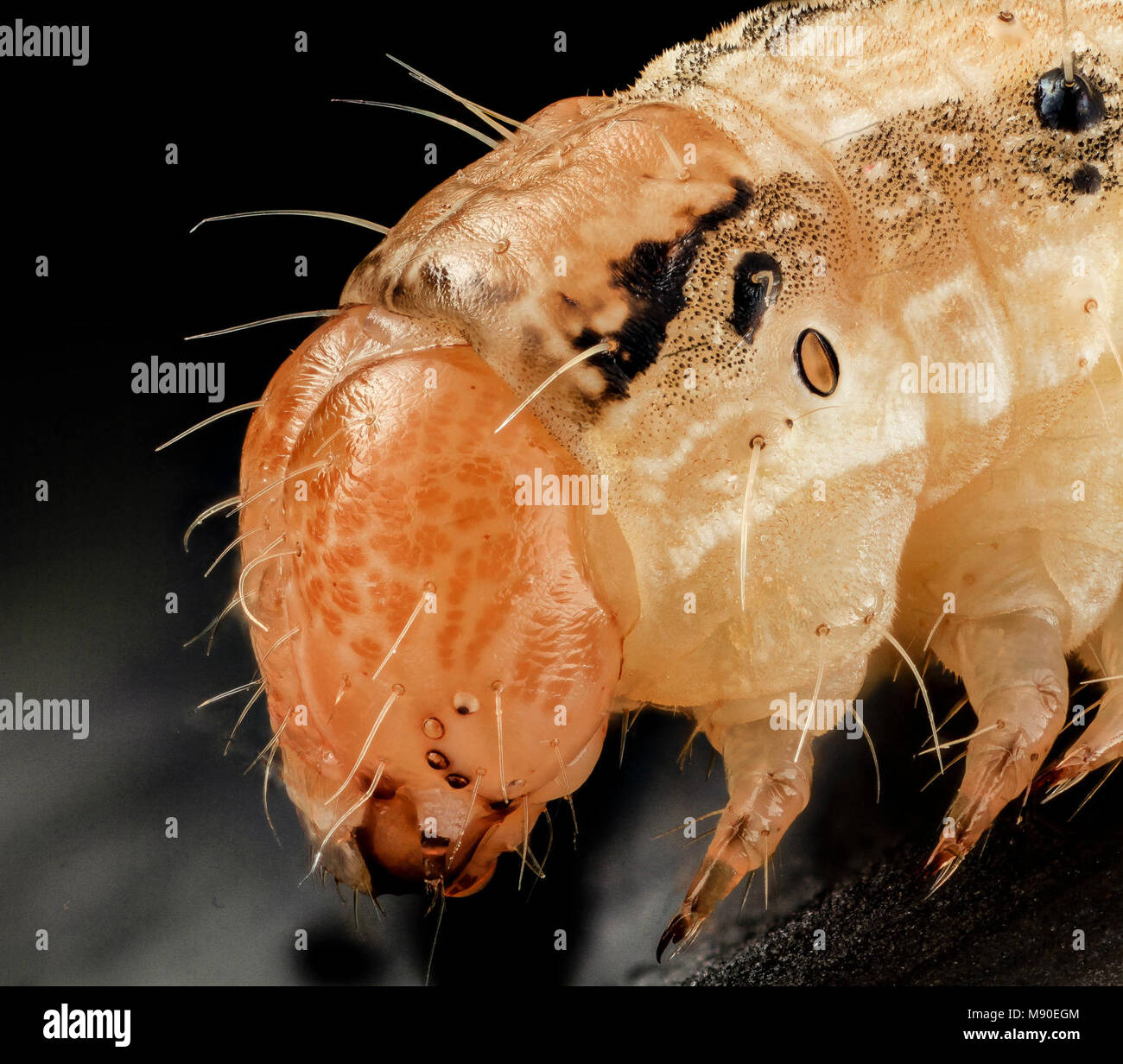 corn earworm, face side Stock Photo Alamy