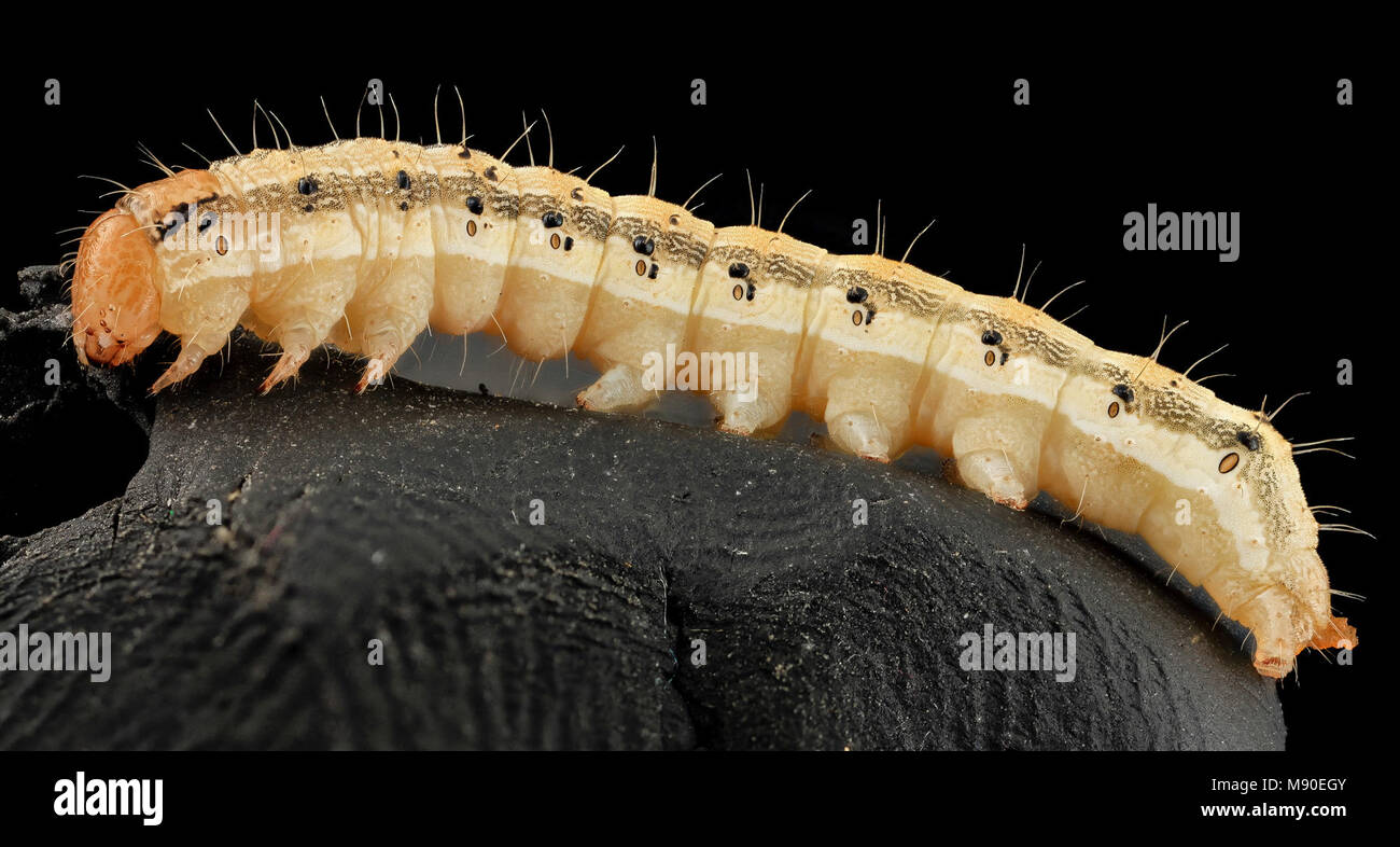 corn earworm, head Stock Photo Alamy