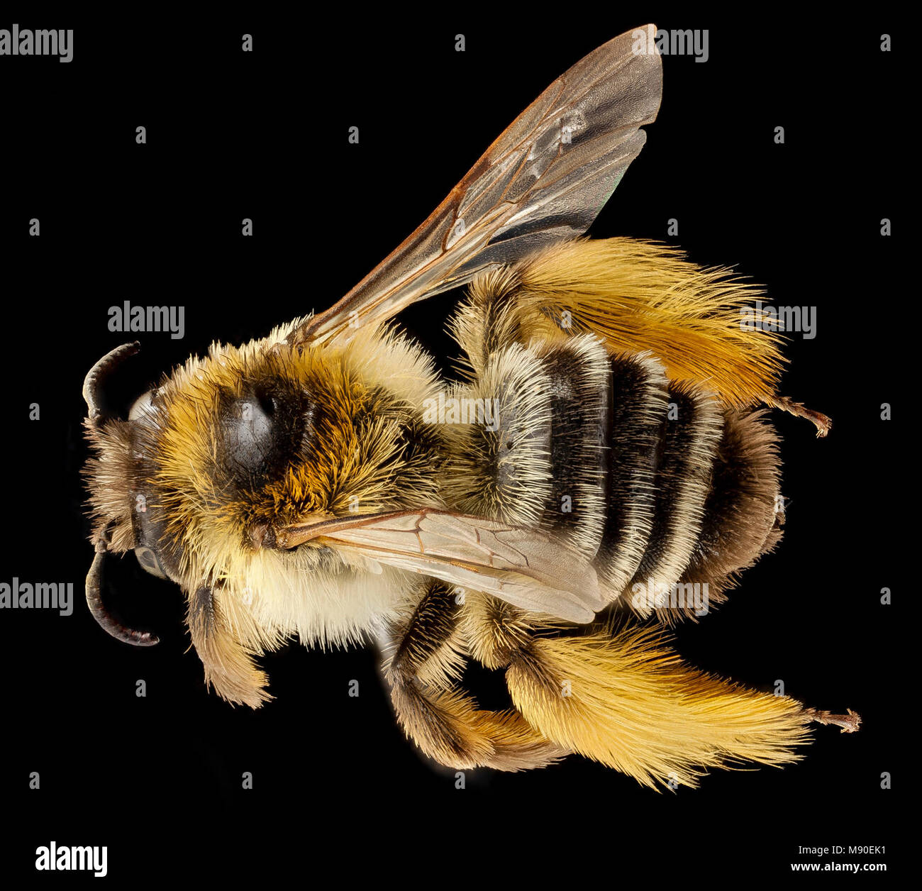 Bee.  dasypoda,f, united kingdom, back Stock Photo