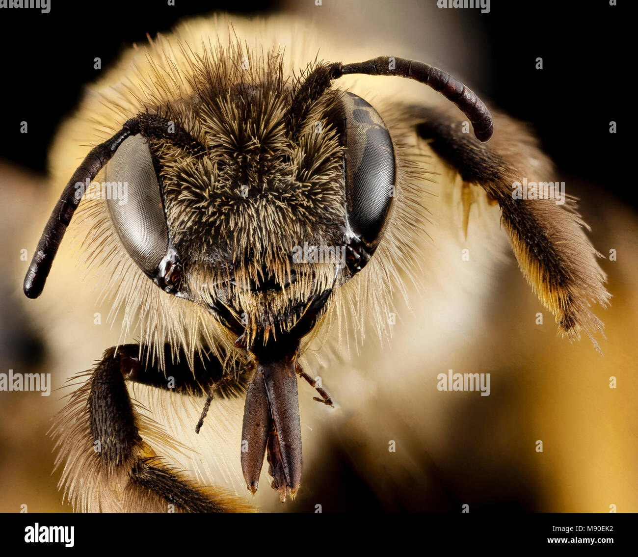 Bee.  dasypoda,f, united kingdom, face Stock Photo