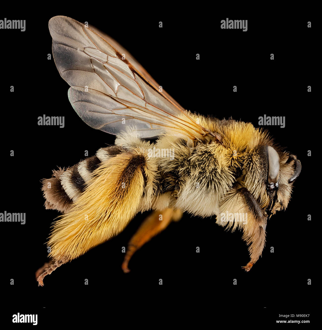 Bee.  dasypoda,f, united kingdom, side Stock Photo
