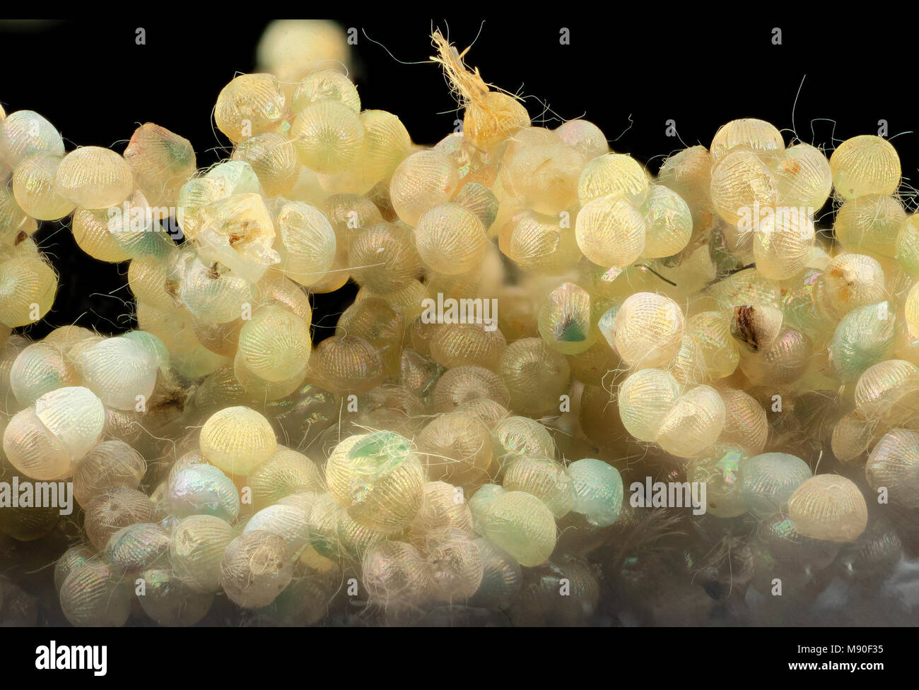fall armyworm, eggs Stock Photo Alamy