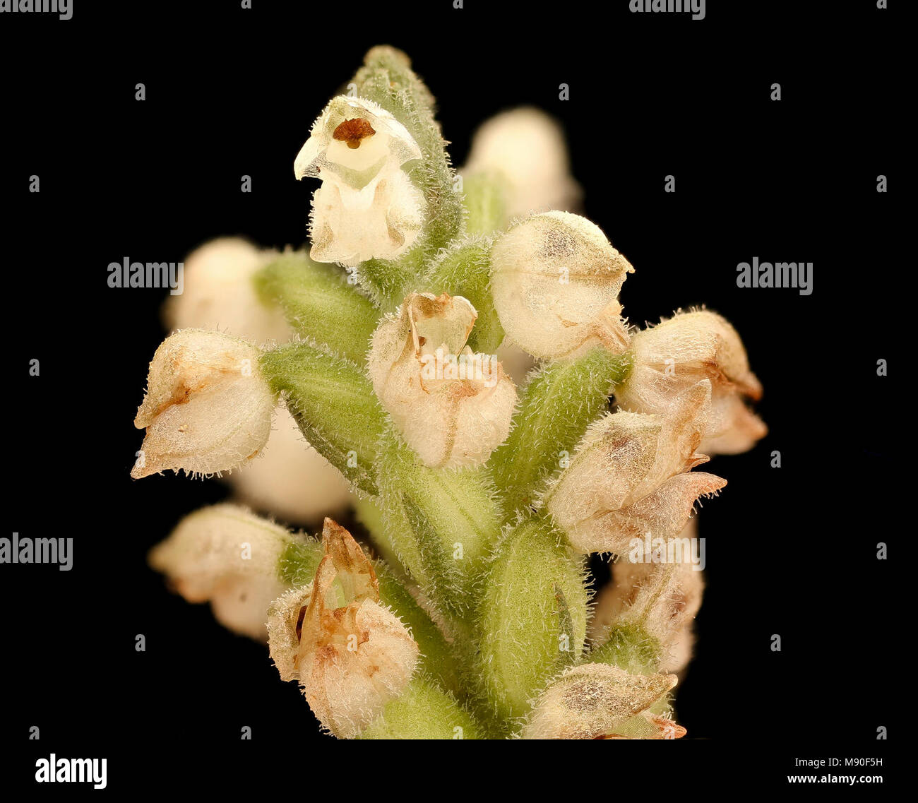 Goodyera pubescens, Rattlesnake-plantain, Howard County, MD Stock Photo