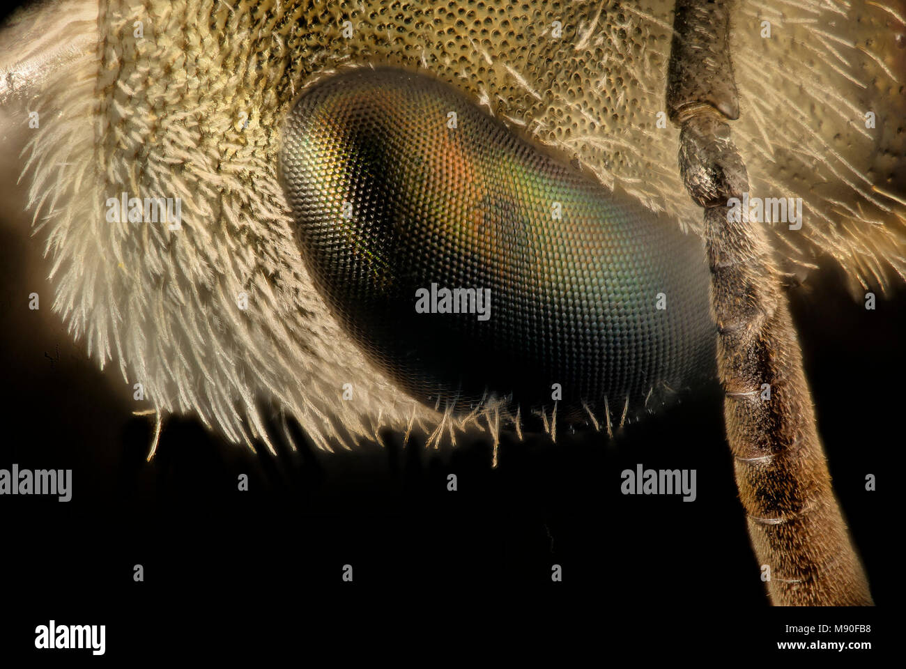 Halictus tectus, f, face close up , Montgomery co, md Stock Photo