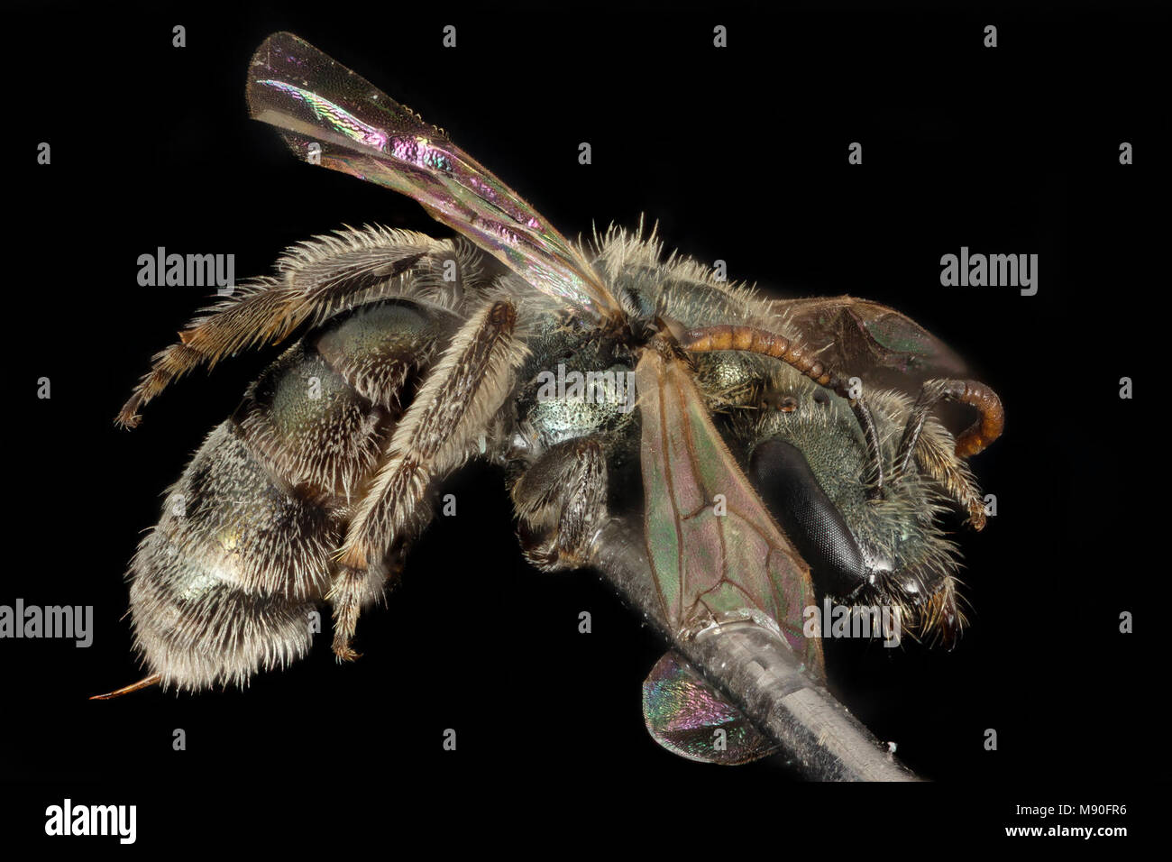 Sweat bee L prasinogaster, F, Side, Utah, Garfield Co Stock Photo