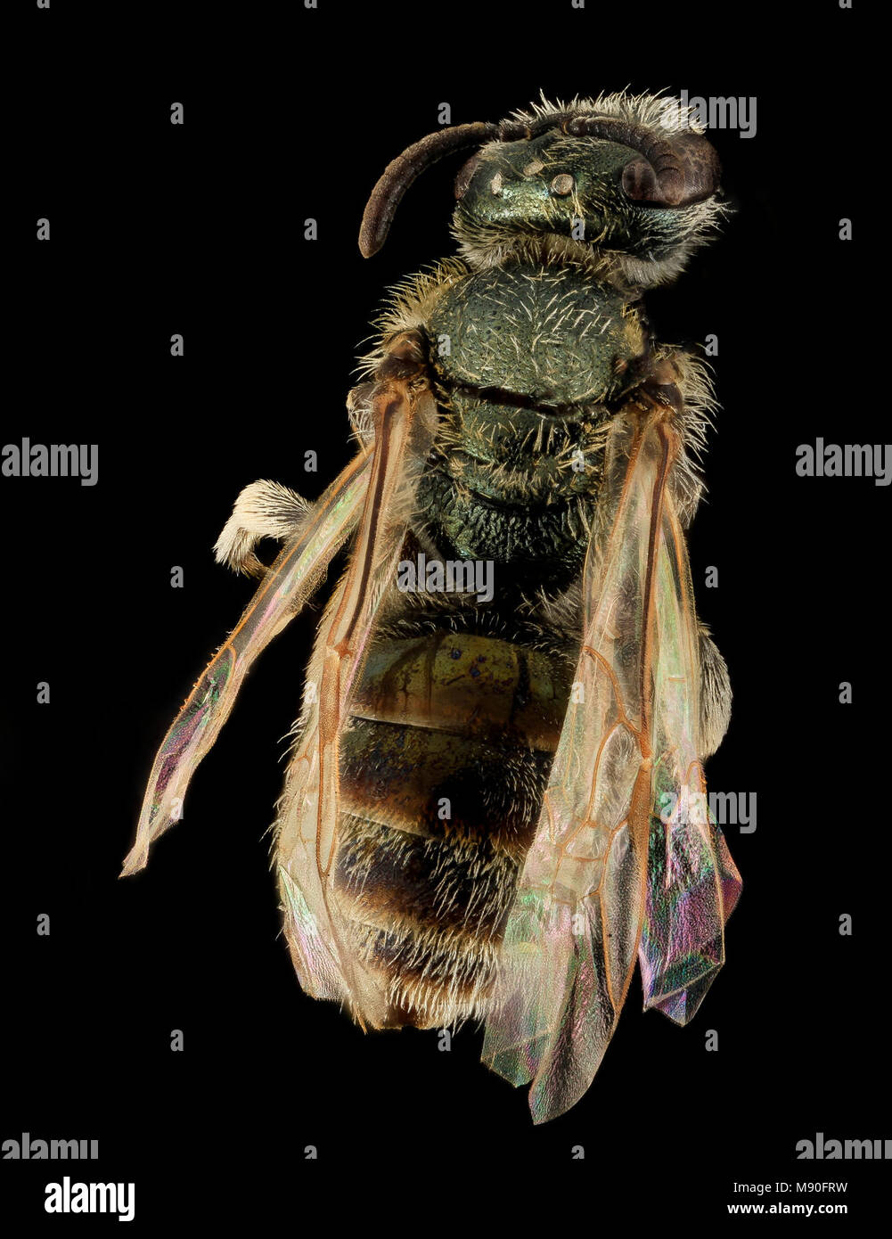 Sweat bee Lasioglossum abundipunctum, F, Back, WY, Lincoln County Stock Photo