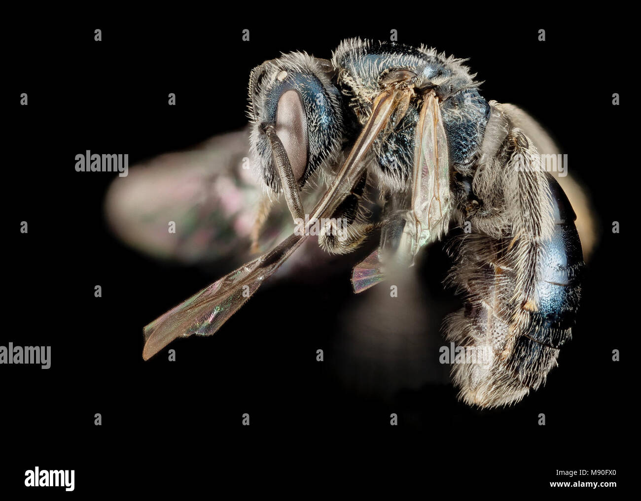 Lasioglossum coeruleum, F, Side, MD, Talbot County Stock Photo