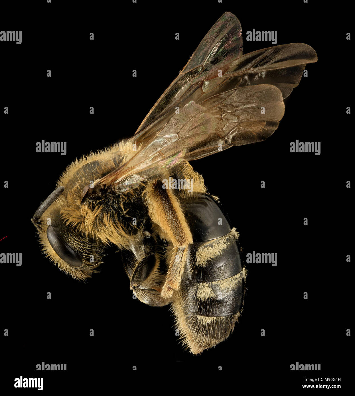 Bee.  Lasioglossum pacificum, F, Side, WA, San Juan County Stock Photo