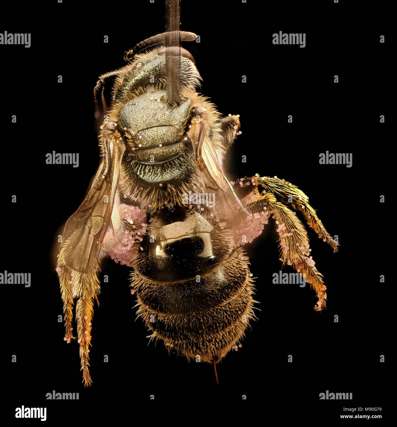 Sweat bee Lasioglossum versatum, f, back, Centre Co, PA Stock Photo