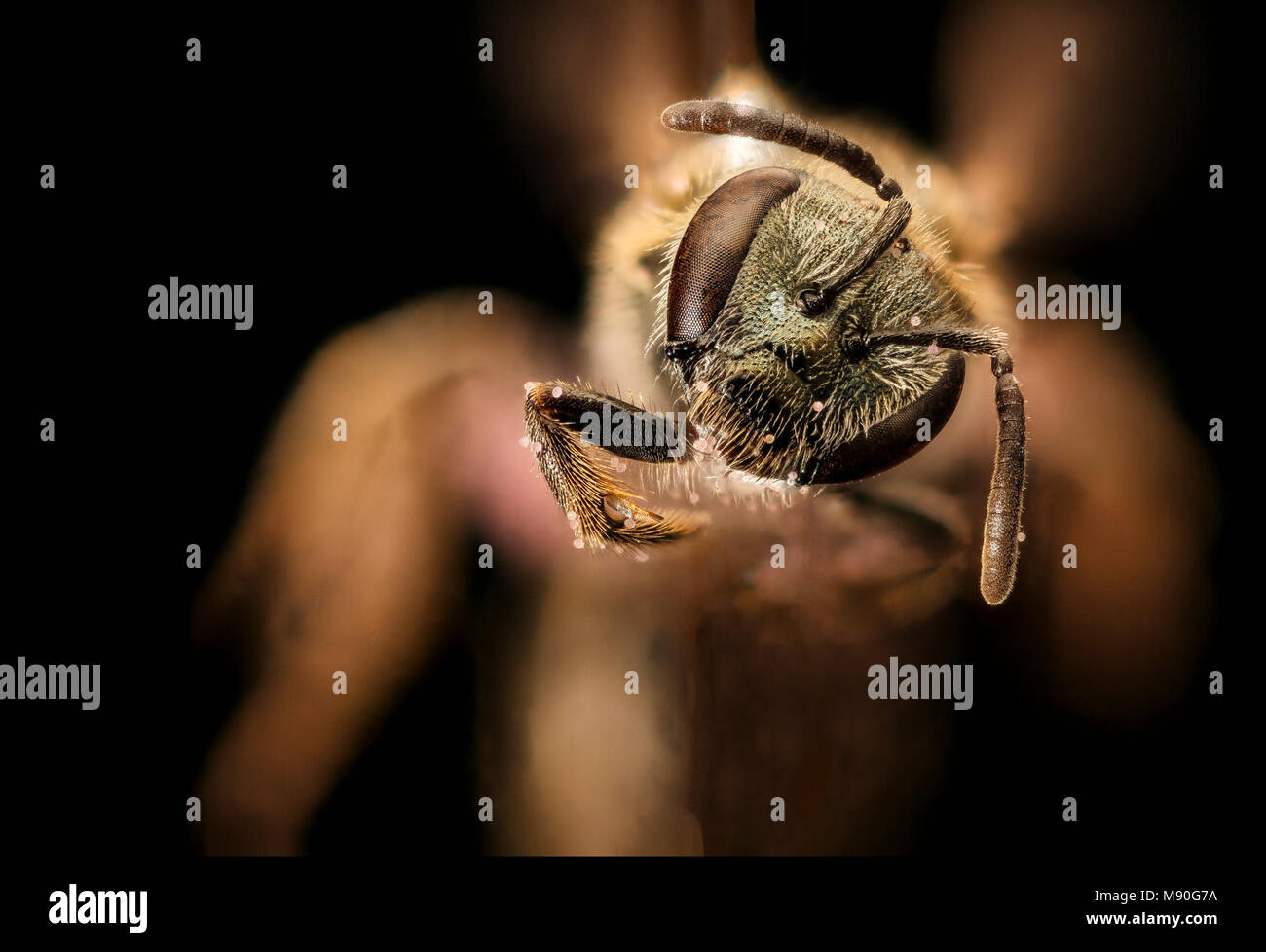 Sweat bee Lasioglossum versatum, f, face, Centre Co, PA Stock Photo