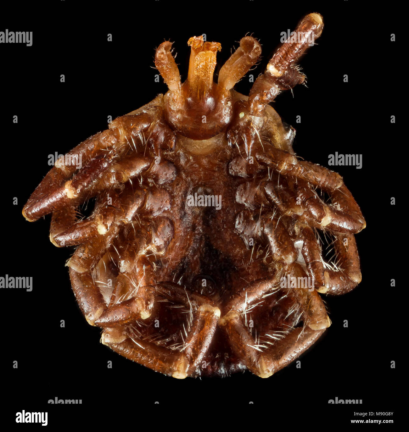 Lone star tick, U, Ventral, Arkansas, Hot Springs Village Stock Photo