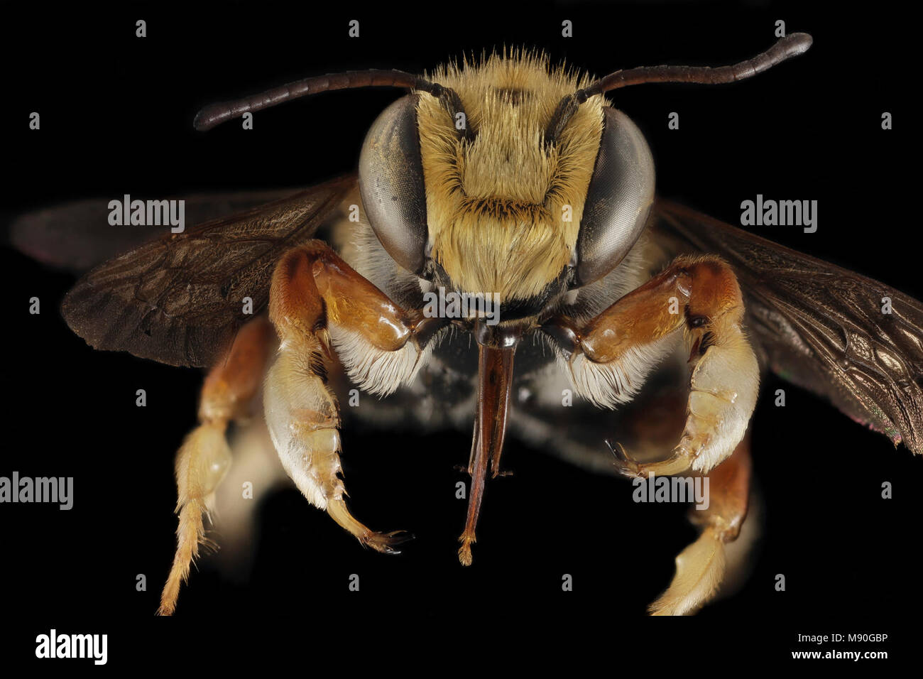 Megachile albitarsis, M, Face, FL, Torreya Stock Photo
