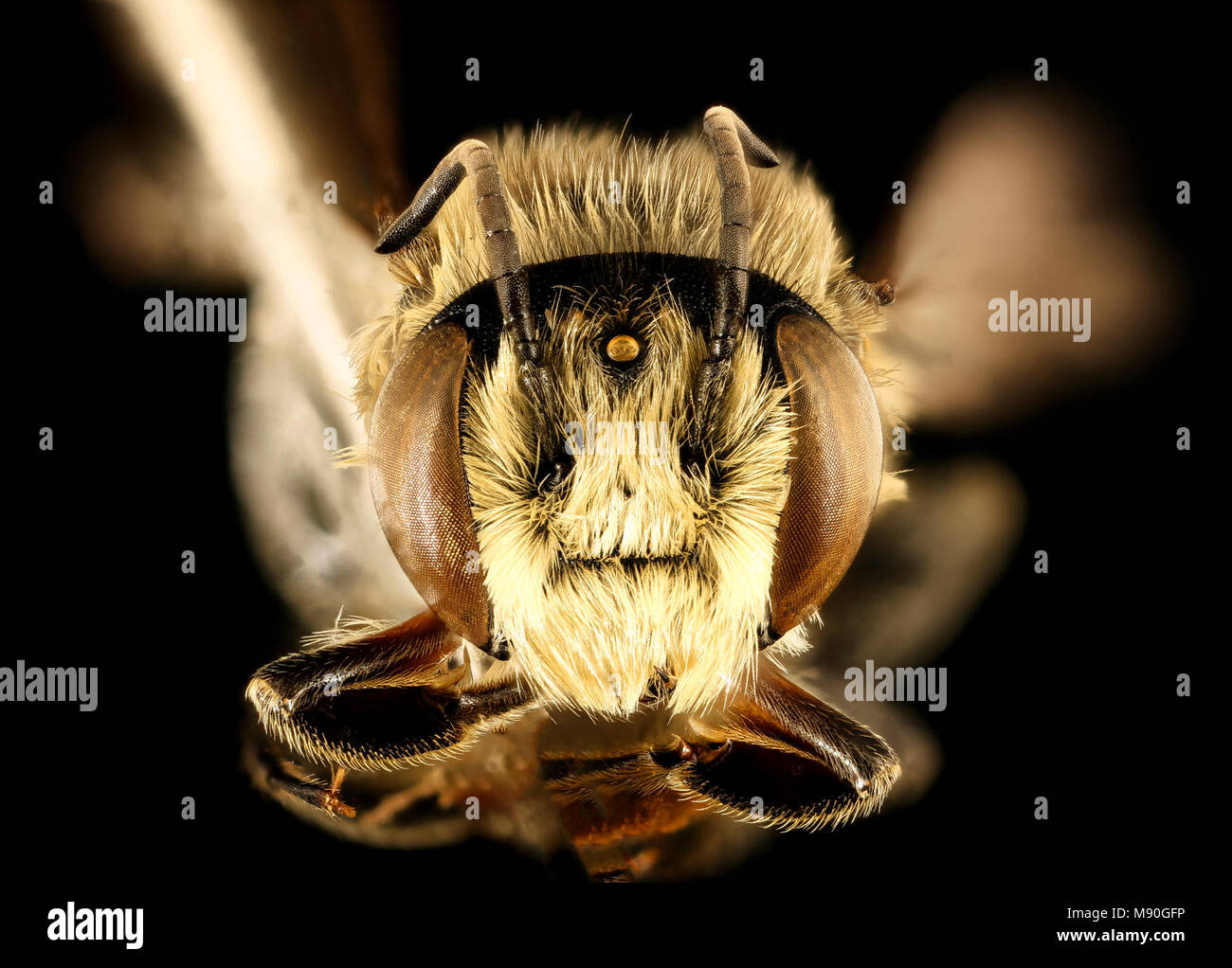 Megachile mendica, m, face, prince george's co, md Stock Photo - Alamy