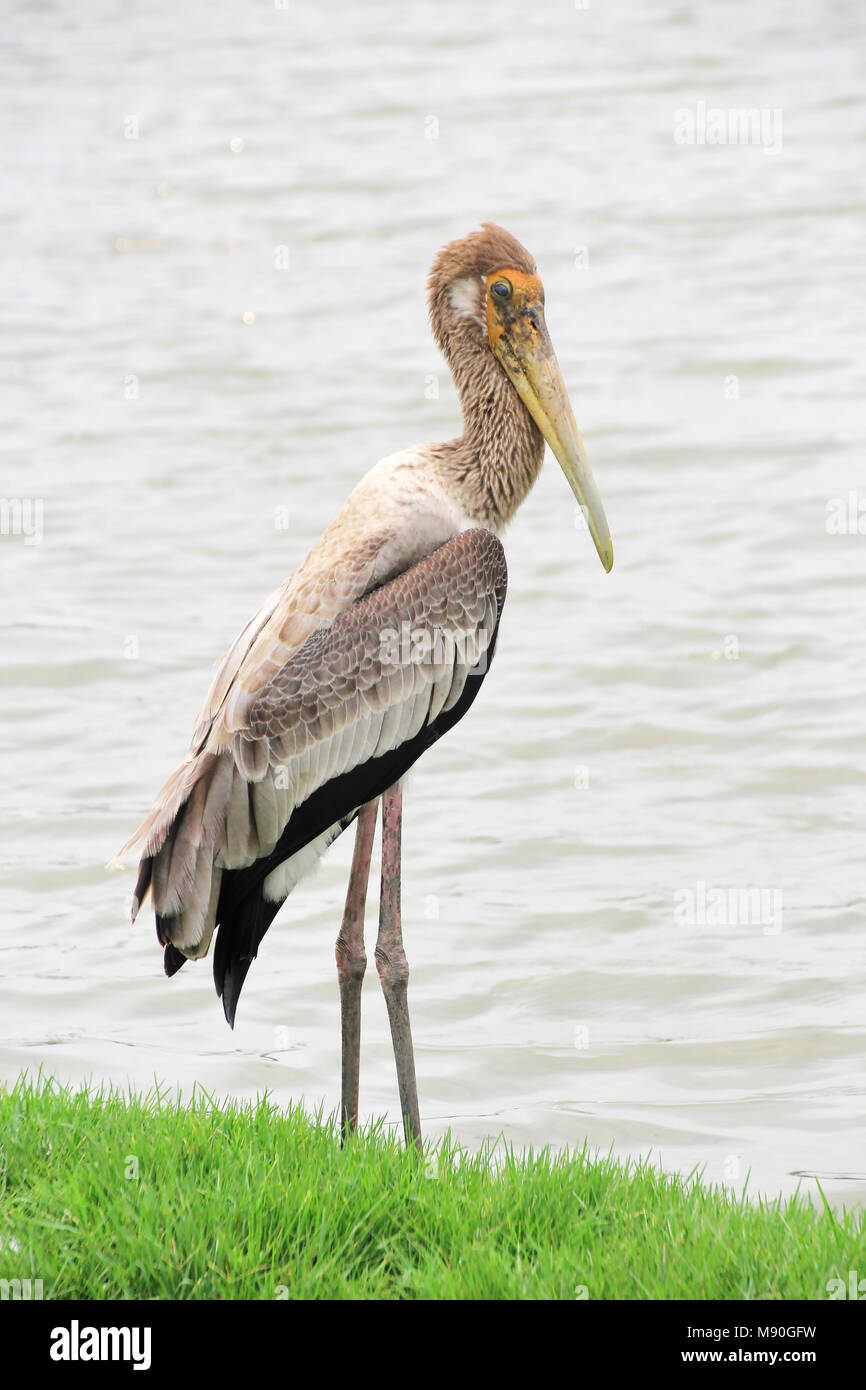 Painted storks Standing on Greengrass with the Lake Background Stock Photo