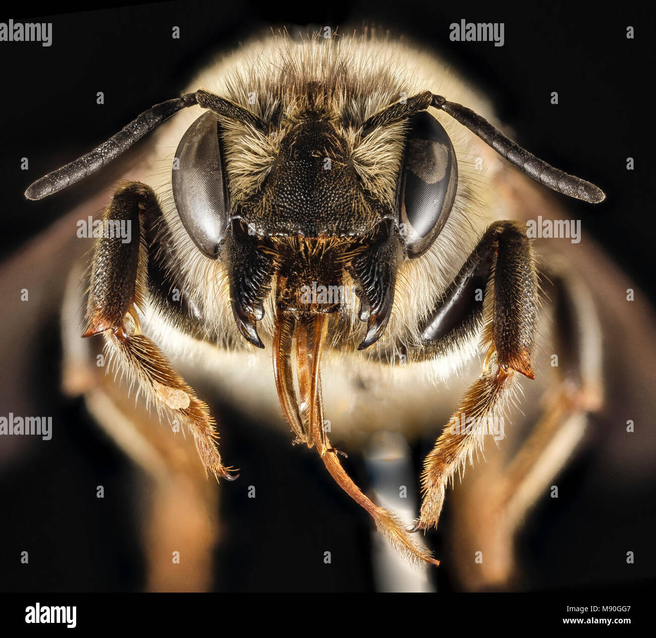 Megachile montenegrensis, M, Face, Greece, Aegean Islands, Lesvos ...