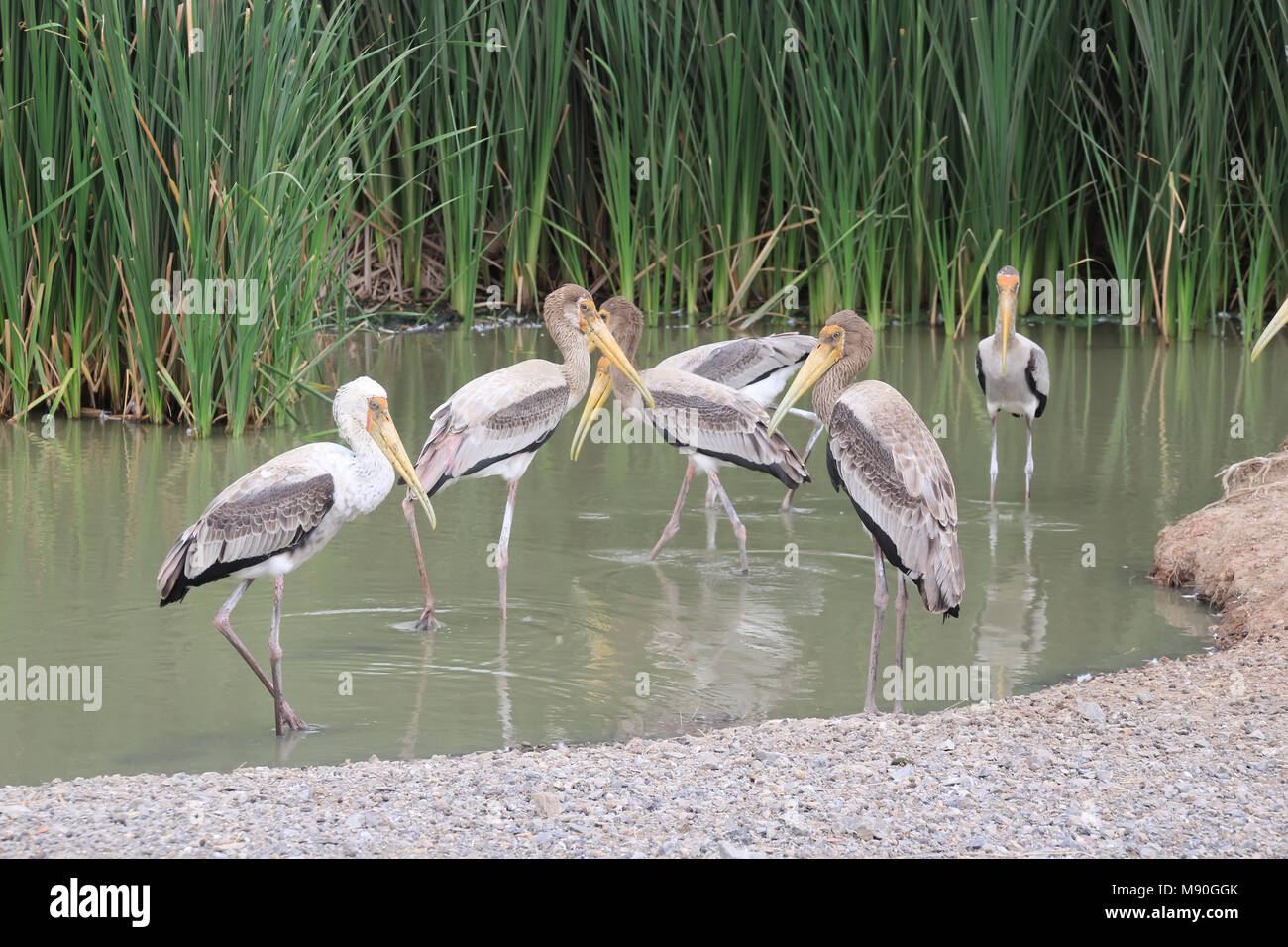Painted storks standing with the Lake Background Stock Photo