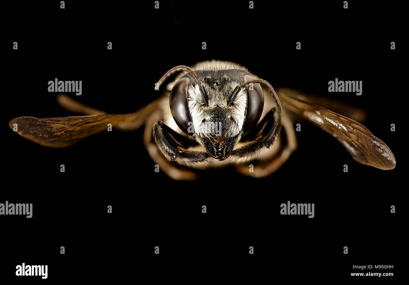 Leaf Cutter Bee. Megachile pruina, f, charlotte county, fl, face Stock ...