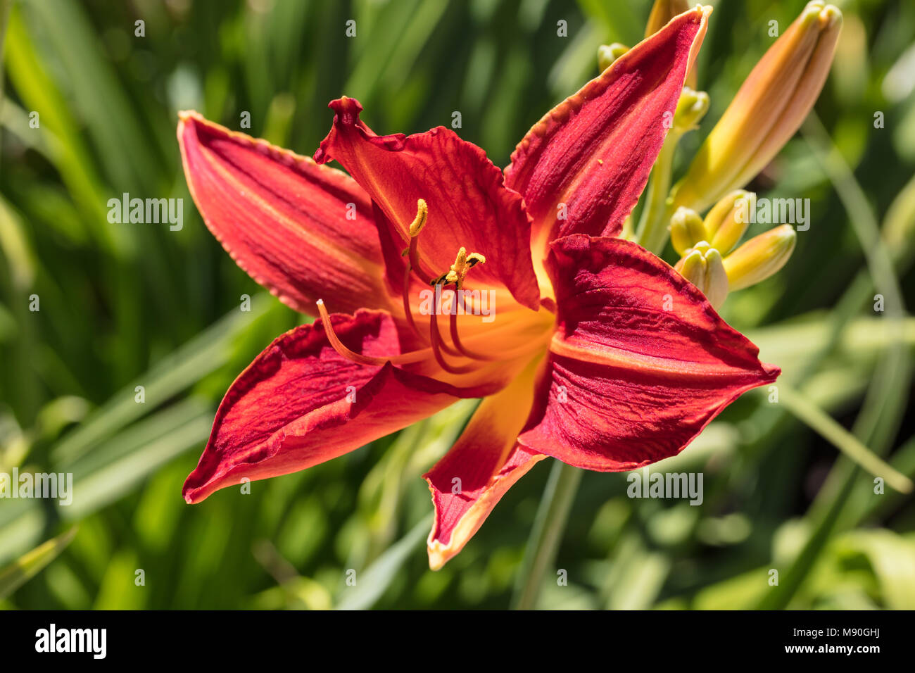 'Campfire Embers' Daylily, Daglilja (Hemerocallis Stock Photo - Alamy