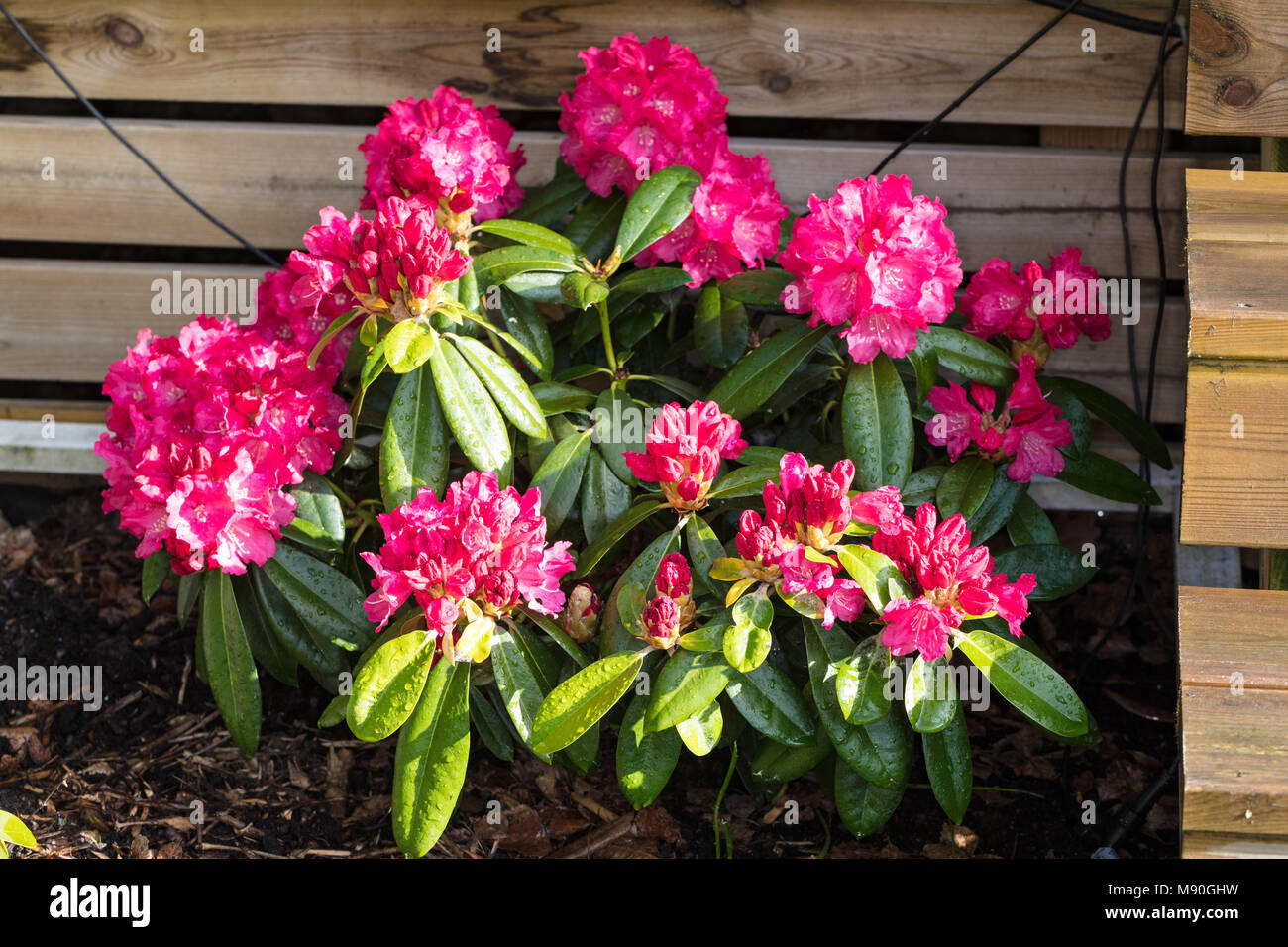 'Morgenrot' Yakushima rhododendron, Praktrododendron (Rhododendron Yakushimanum) Stock Photo