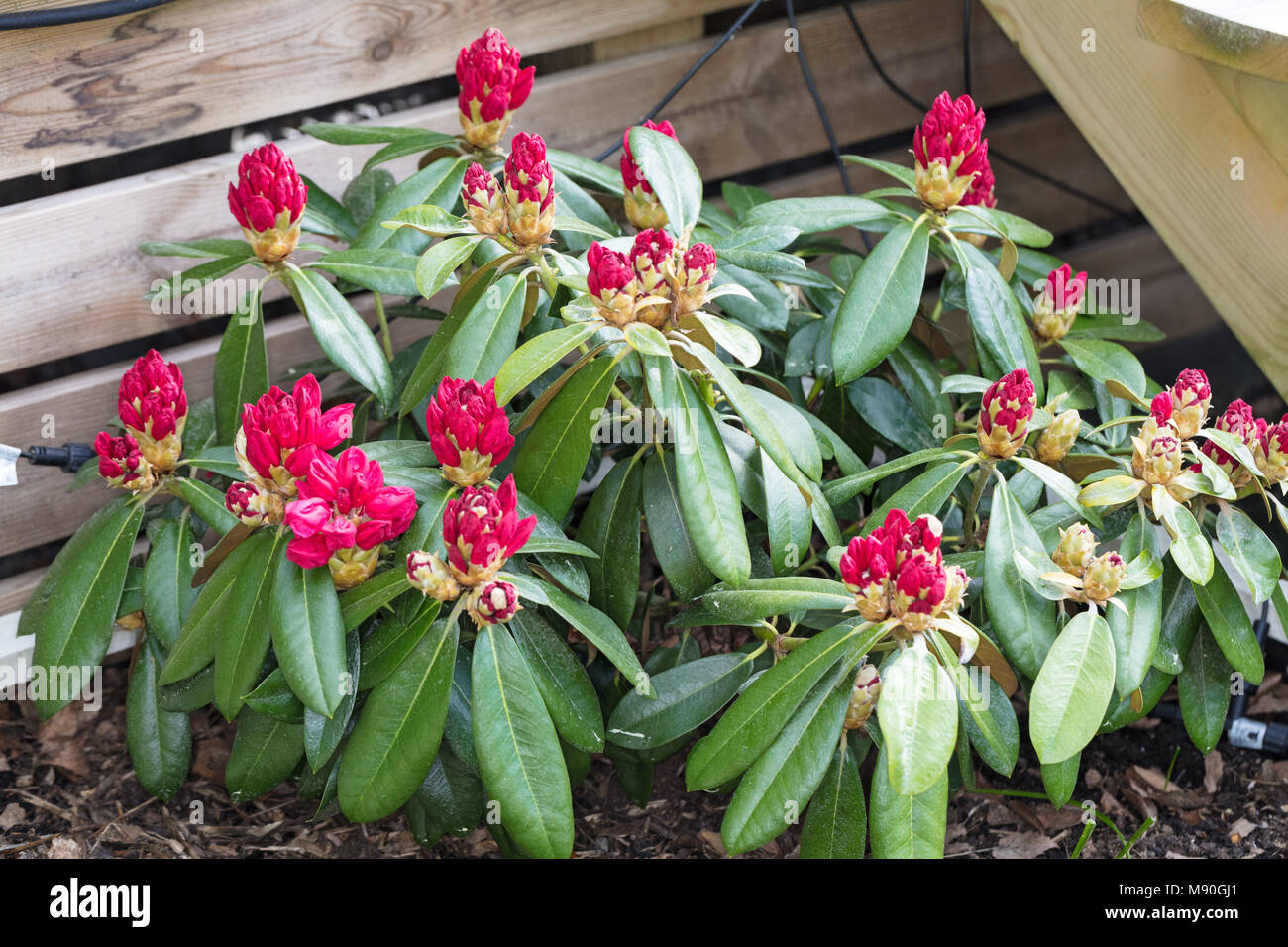 'Morgenrot' Yakushima rhododendron, Praktrododendron (Rhododendron Yakushimanum) Stock Photo