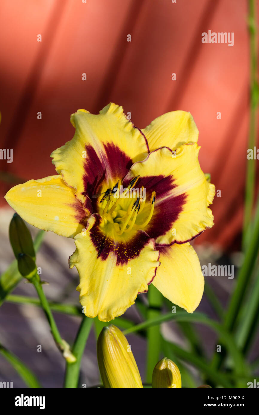 ‘Canadian Border Patrol’ Daylily, Daglilja (Hemerocallis Stock Photo