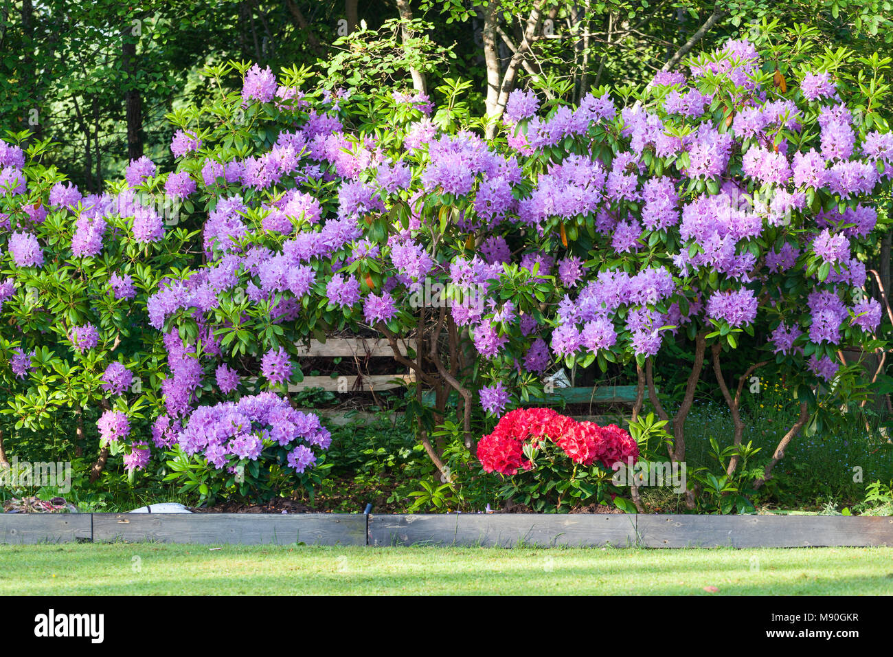 Red Jack' Yakushima rhododendron, Praktrododendron (Rhododendron  Yakushimanum Stock Photo - Alamy
