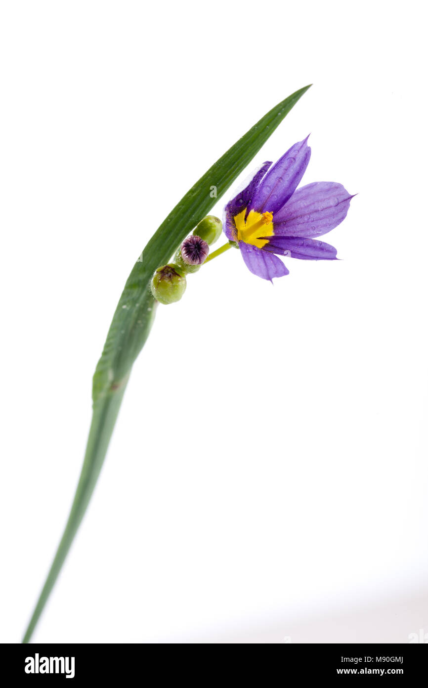 American Blue-eyed-grass, Blå gräslilja (Sisyrinchium montanum) Stock Photo