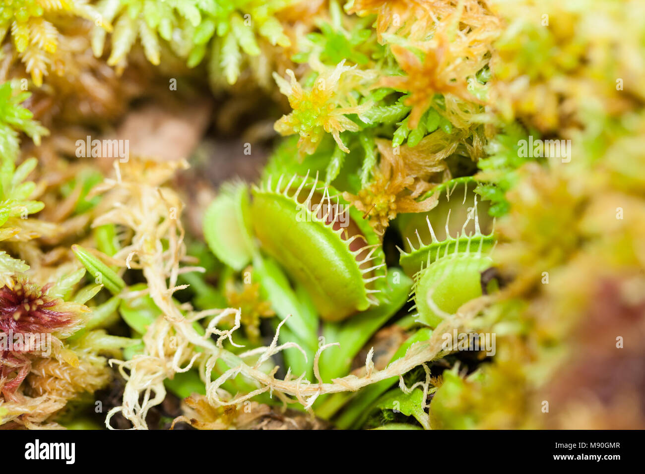 Venus flytrap, Venusflugfälla (Dionaea muscipula) Stock Photo
