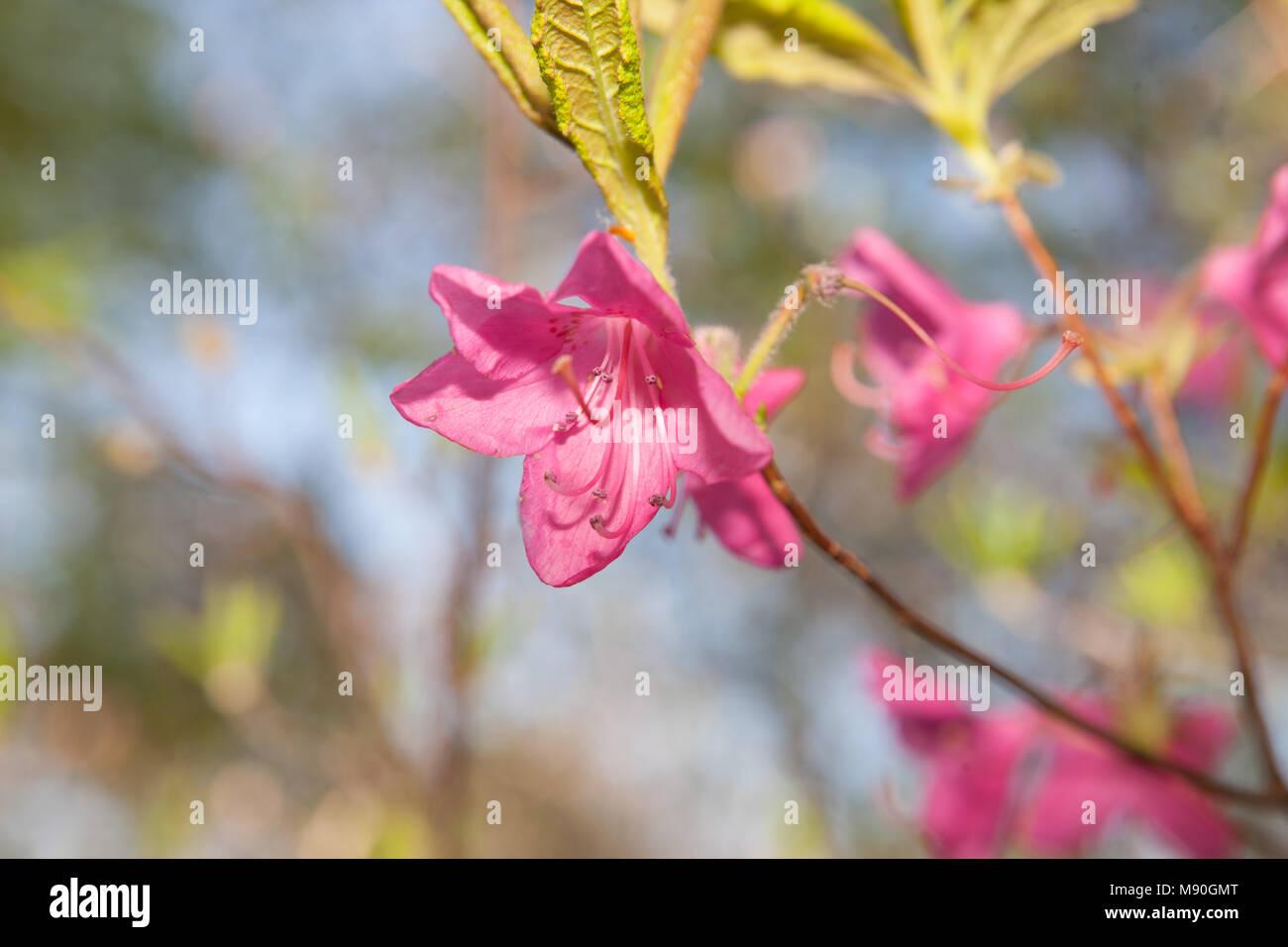 Albrecht’s azalea, Kejsarazalea (Rhododendron albrechtii) Stock Photo