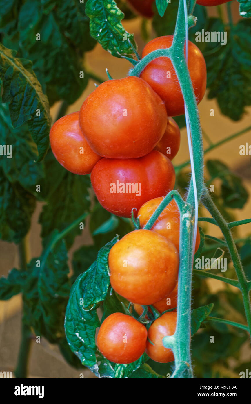 photo tomato Stock Photo Alamy