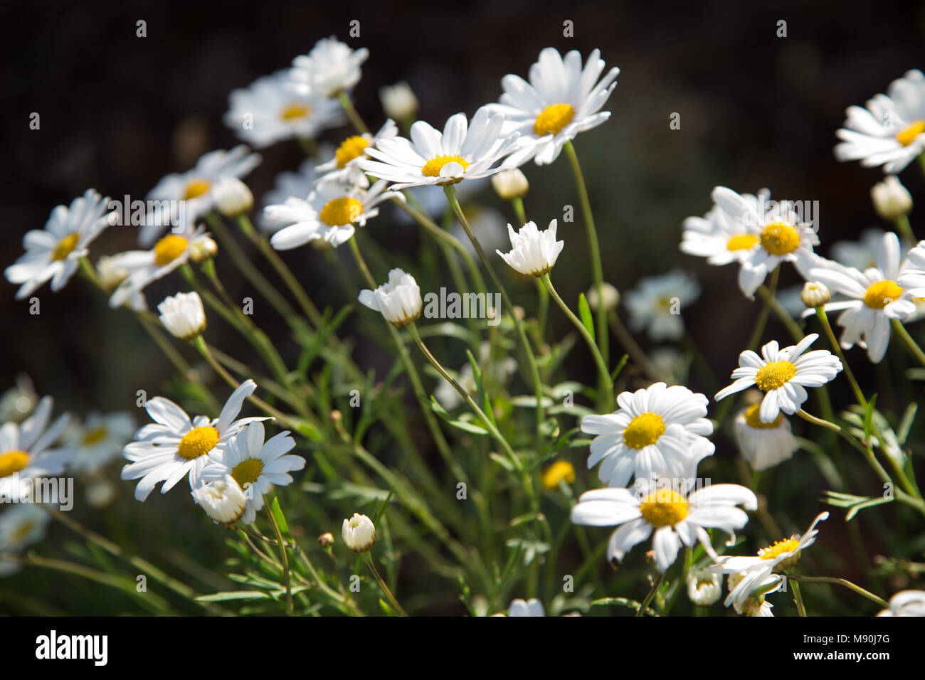 Marguerite, margueries, (argyranthemum) in flower, a member of the asteraceae family Stock Photo