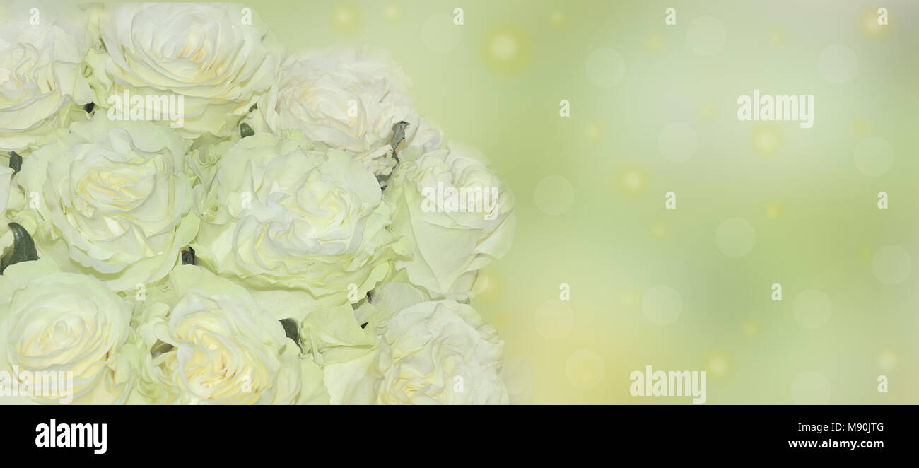 Festive floral pastel background - white roses with light green tint close up on delicate backdrop with space for text. Element of design for greeting Stock Photo