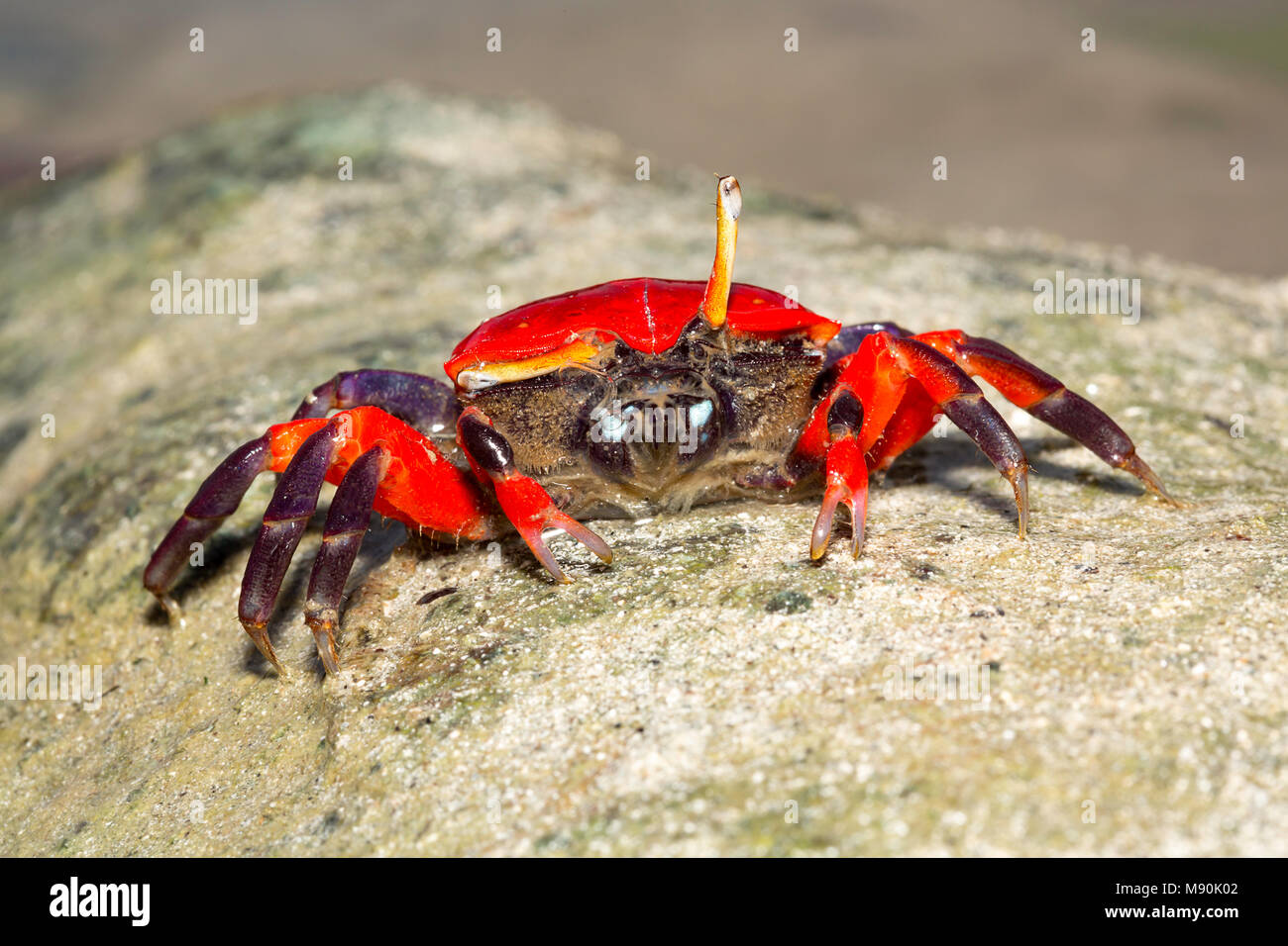 Mud crabs hi-res stock photography and images - Page 6 - Alamy