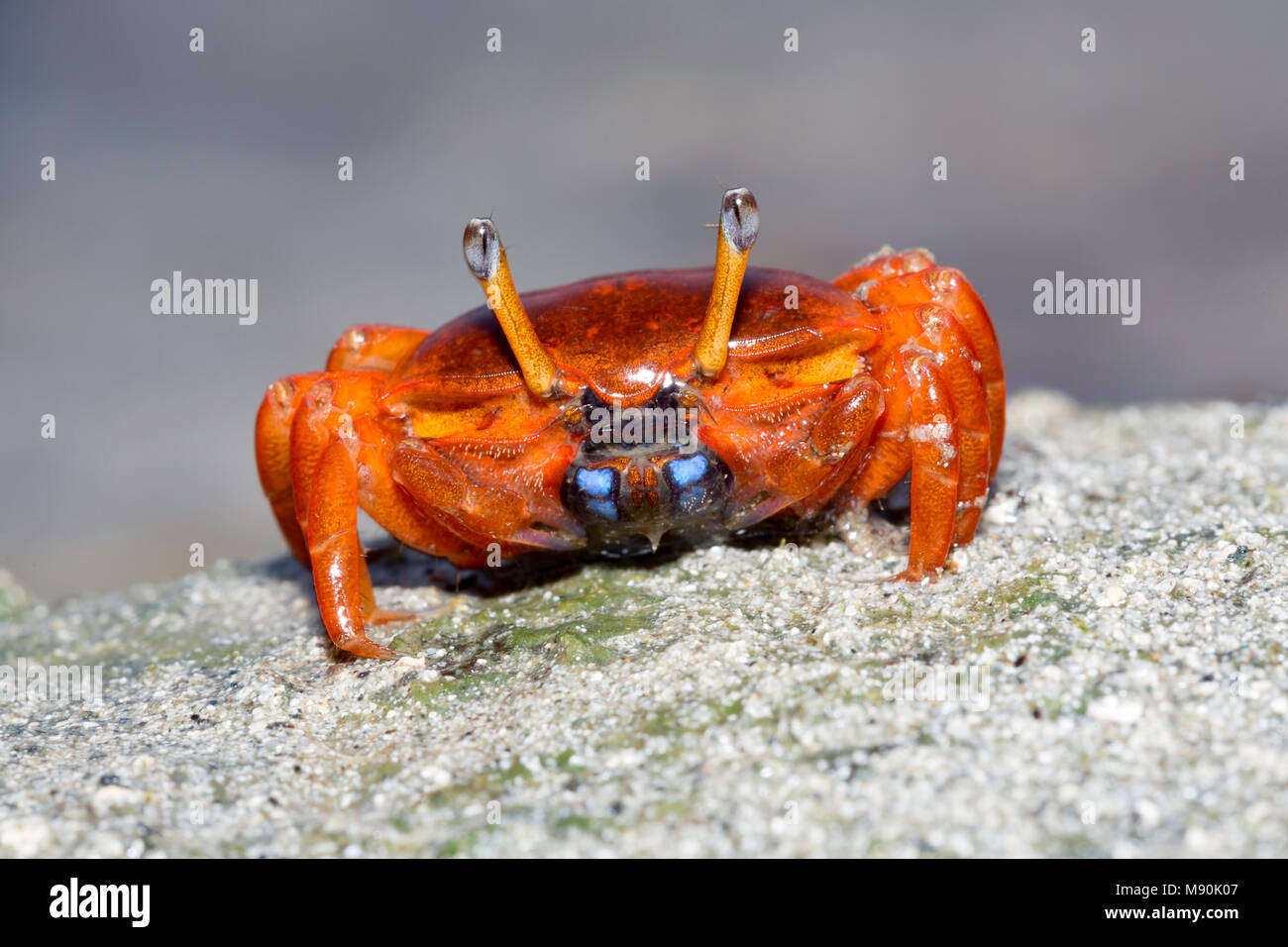 A female fiddler crab, Uca sp, on the island of Yap, Micronesia. Stock Photo