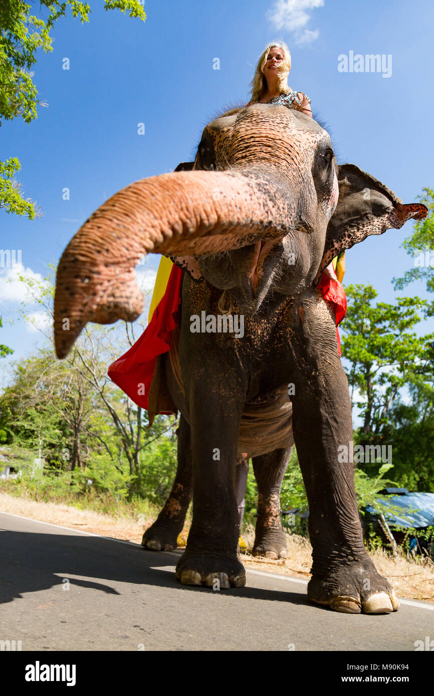A woman (MR) on a Sri Lankan elephant, a subspecies of the Asian elephant, Elephas maximus, on a road near Sigiriya, an ancient palace located in the  Stock Photo
