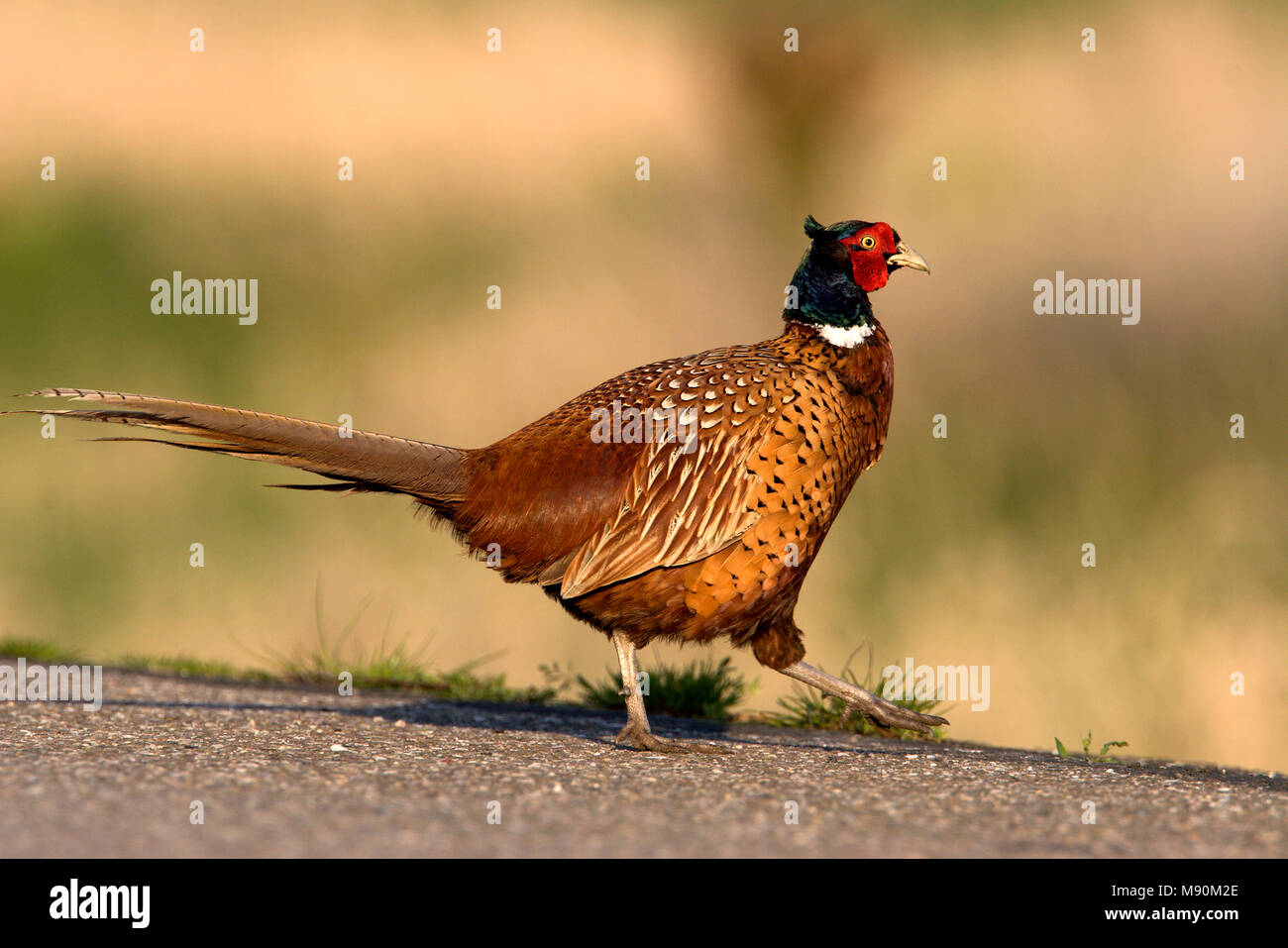 Mannetje Fazant; Male Common Pheasant Stock Photo