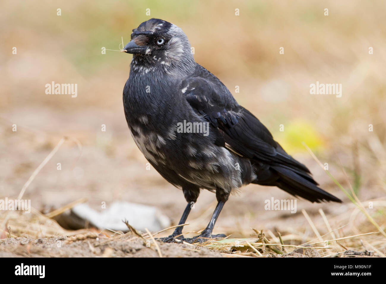 Witte veren hires stock photography and images Alamy