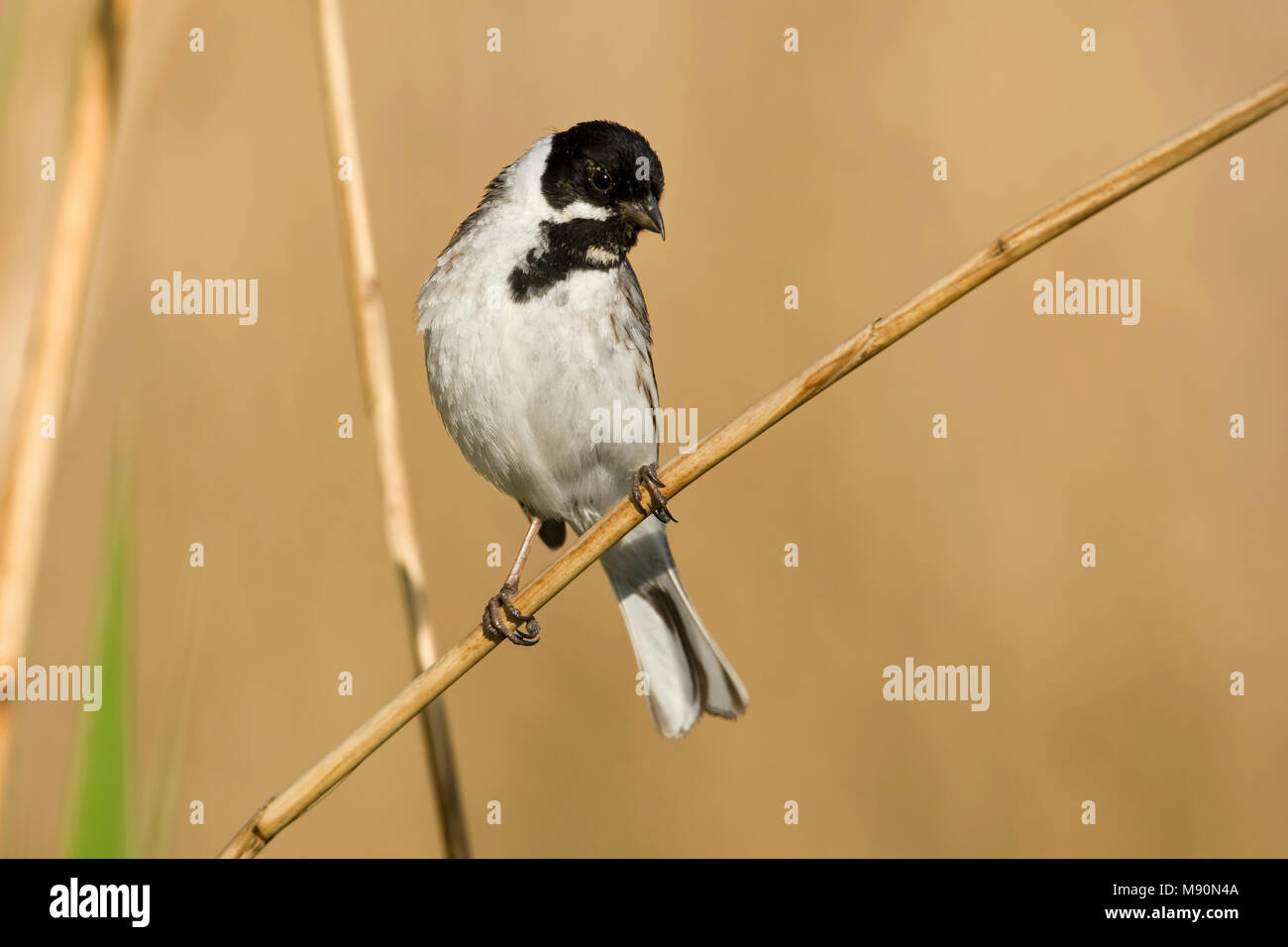 Mannetje Rietgors op rietstengel Nederland, Male Common Reed Bunting on reed stalk Netherlands Stock Photo