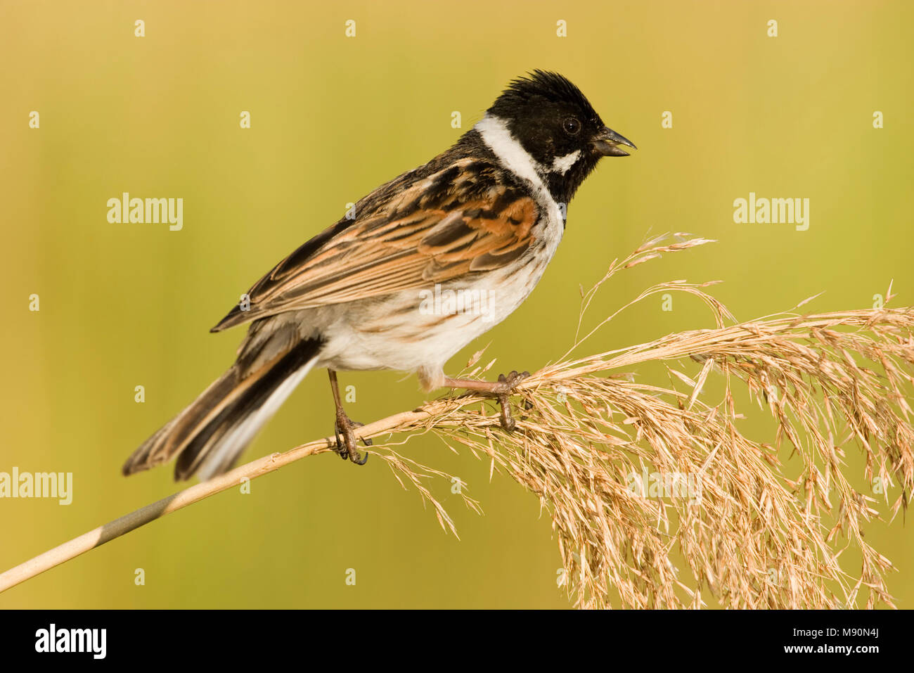 Mannetje Rietgors op rietstengel Nederland, Male Common Reed Bunting on reed stalk Netherlands Stock Photo