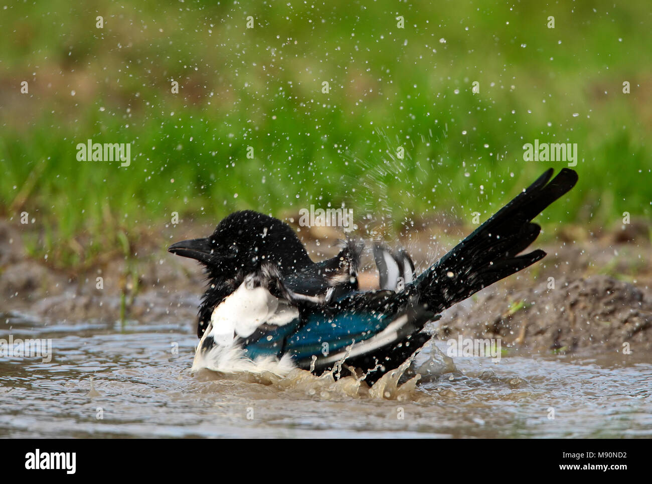 Eurasian Magpie taking a bath in pool Netherlands, Ekster badderend in ...