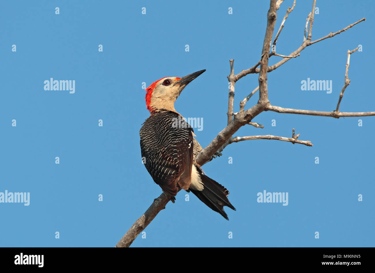 Hoffmann-specht zittend in boomtop Mexico, Golden-fronted Woodpecker perched in treetop Mexico Stock Photo
